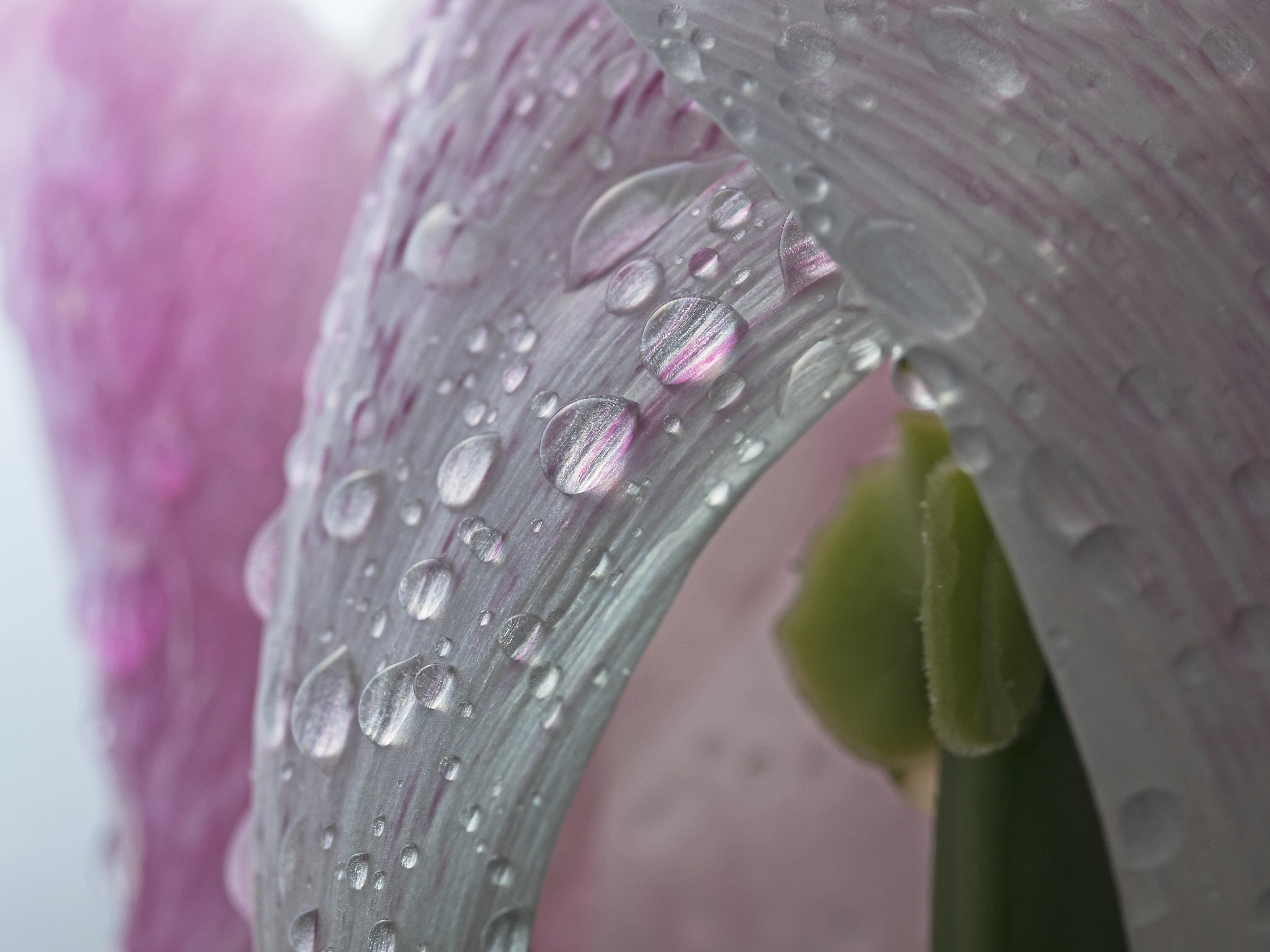 郁金香,雨,花簇,<strong>电报</strong>机,墙纸剥离器,高视角,纹理效果,仅一朵花,彩色