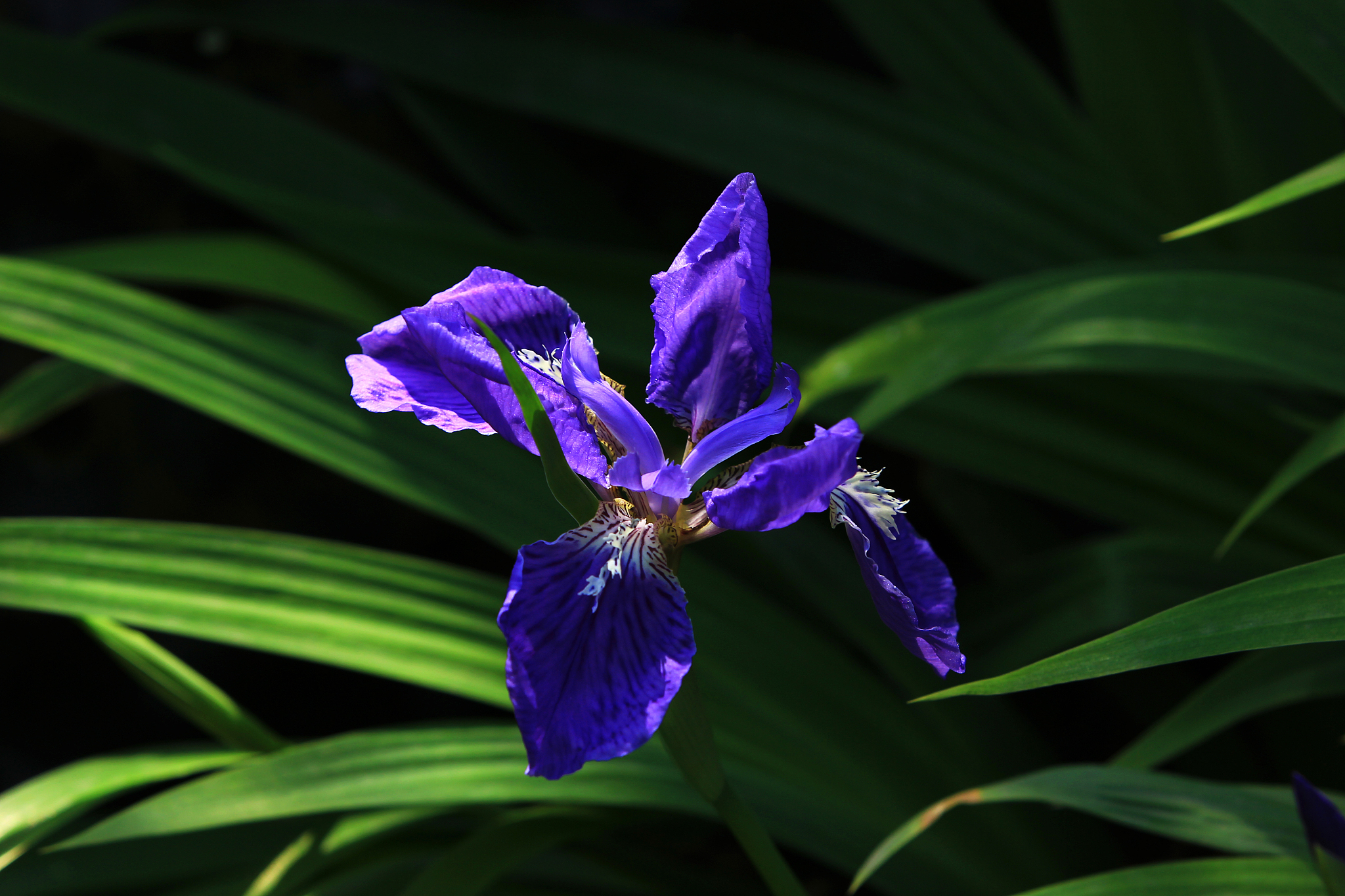 鸢尾花 紫色