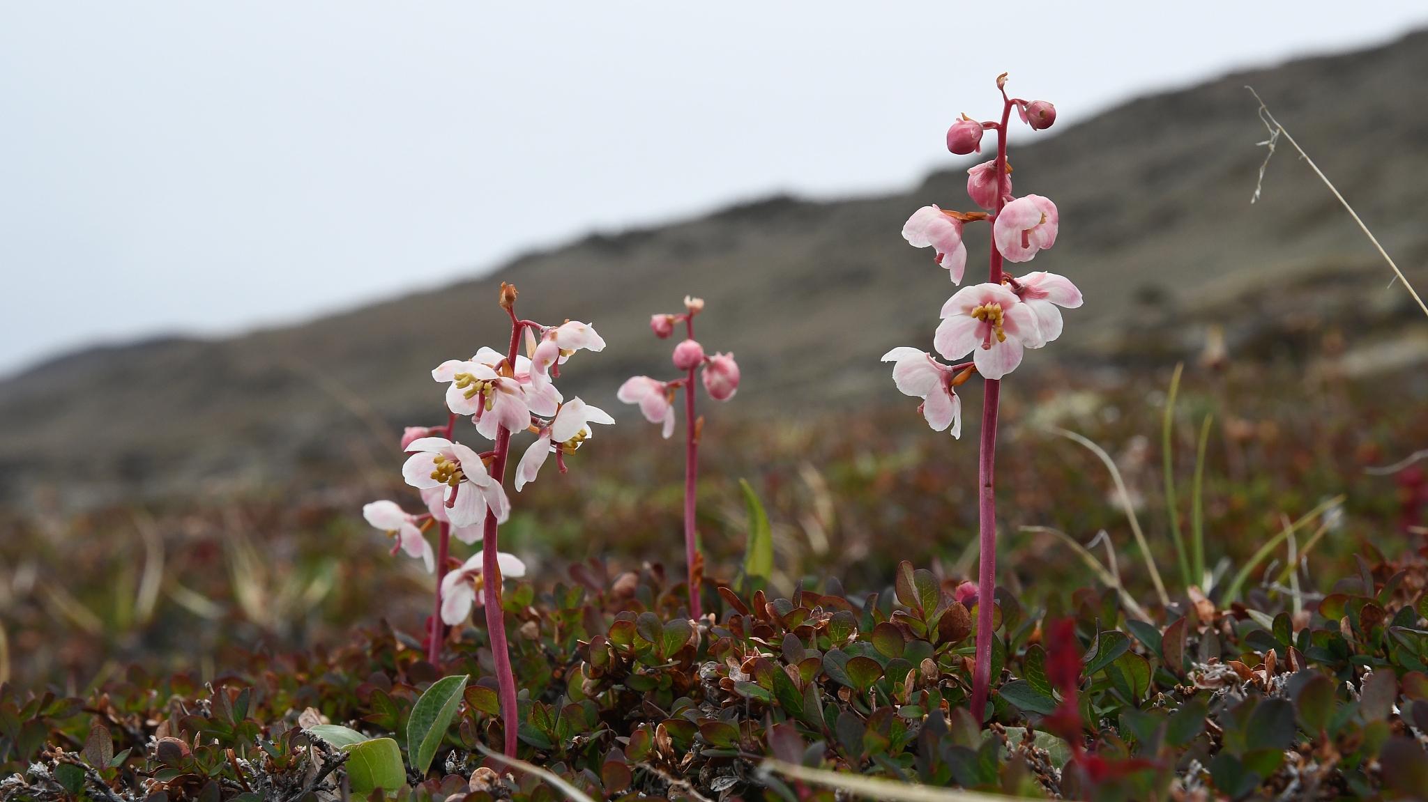 中尺度涡：定义、特征及重要性