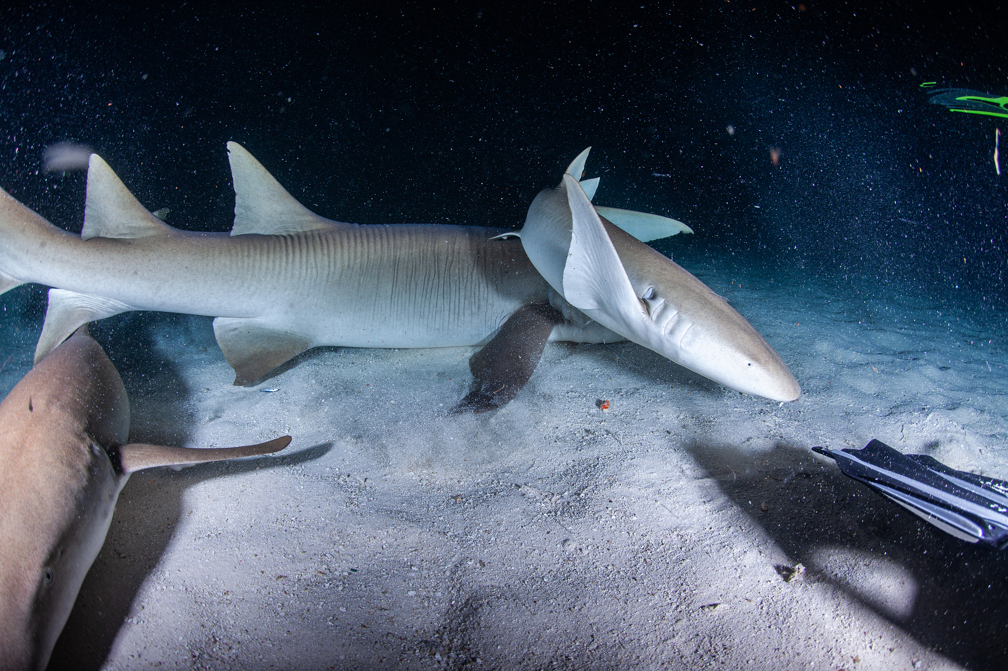 hammerhead shark, reef shark , nurse shark , white shark