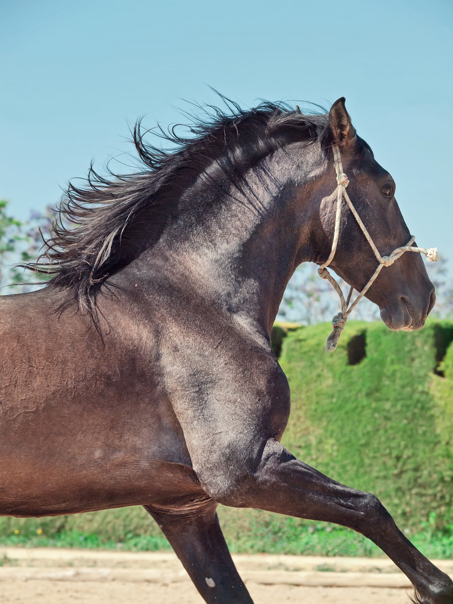 side view of horse running on field against clear sky