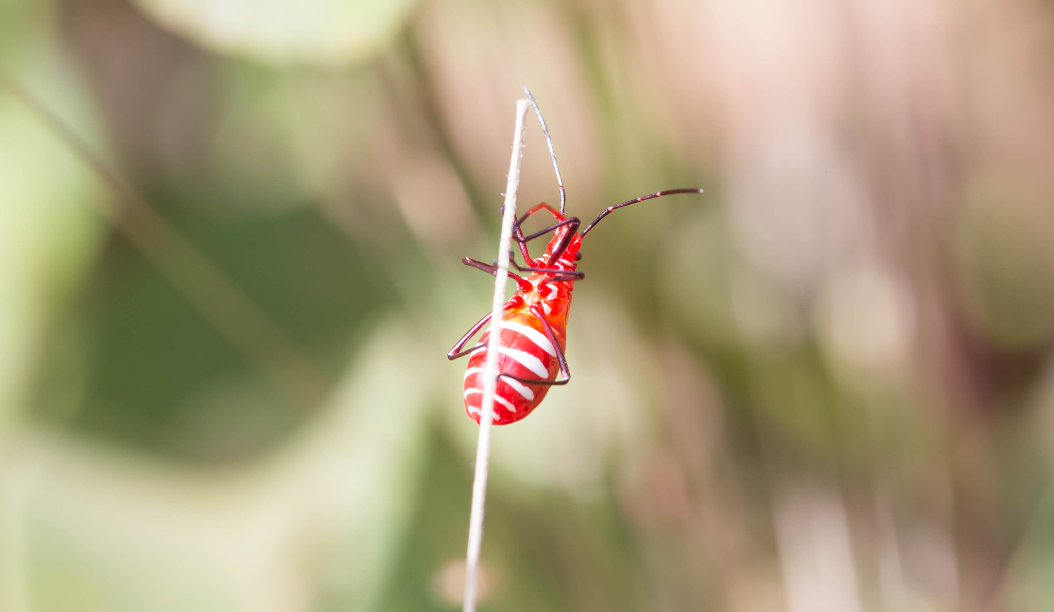 beetle