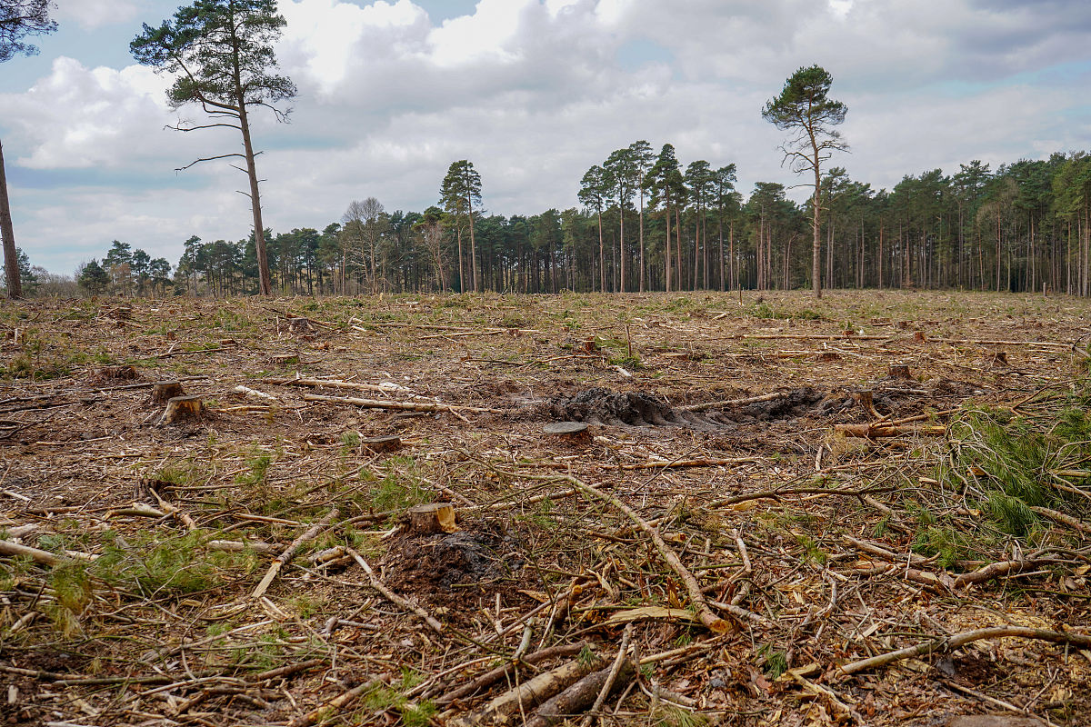 东北林业大学森林工程专业就业方向有哪些？