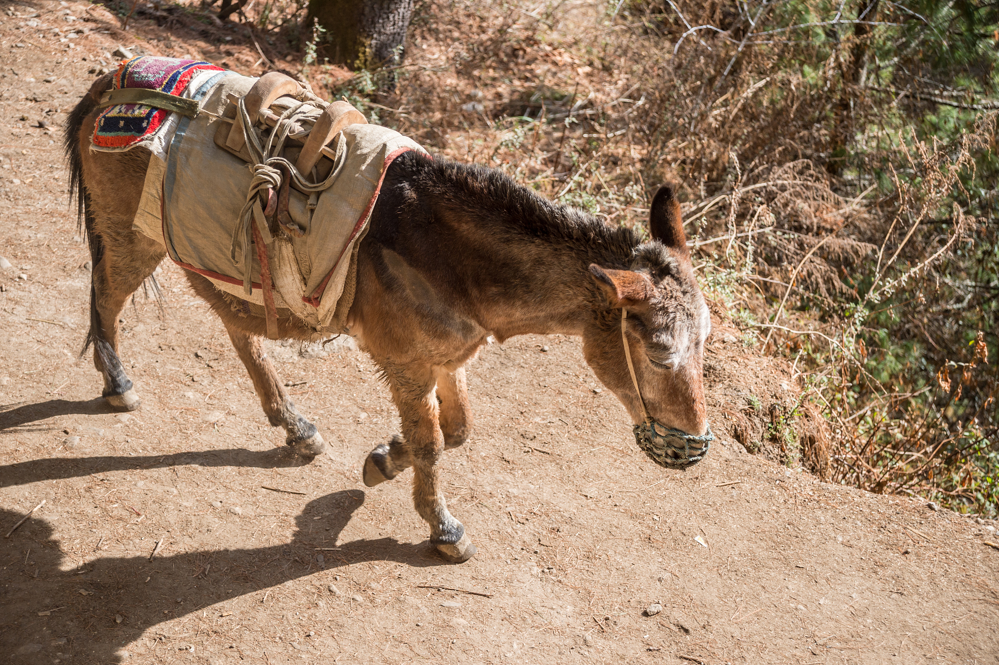 cargo donkey in mountain area, in nepal.