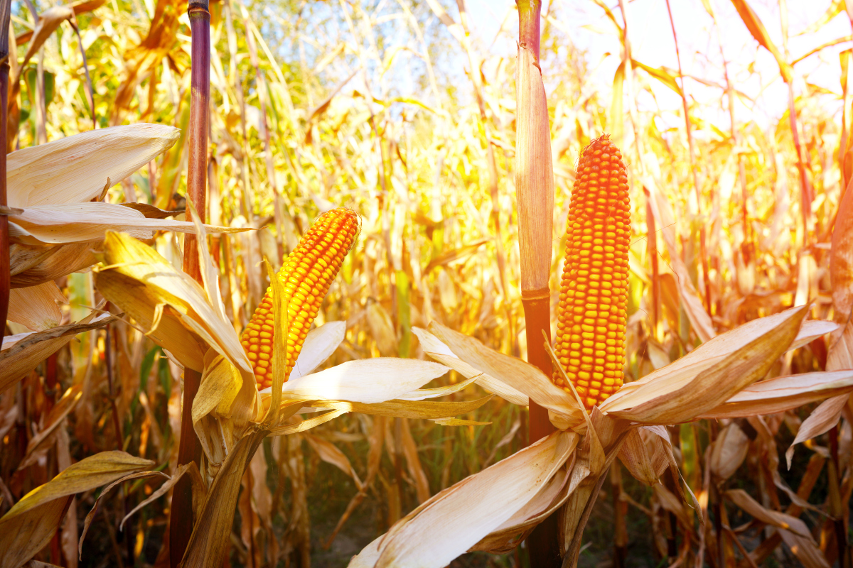 美国的玉米成熟期是什么时候