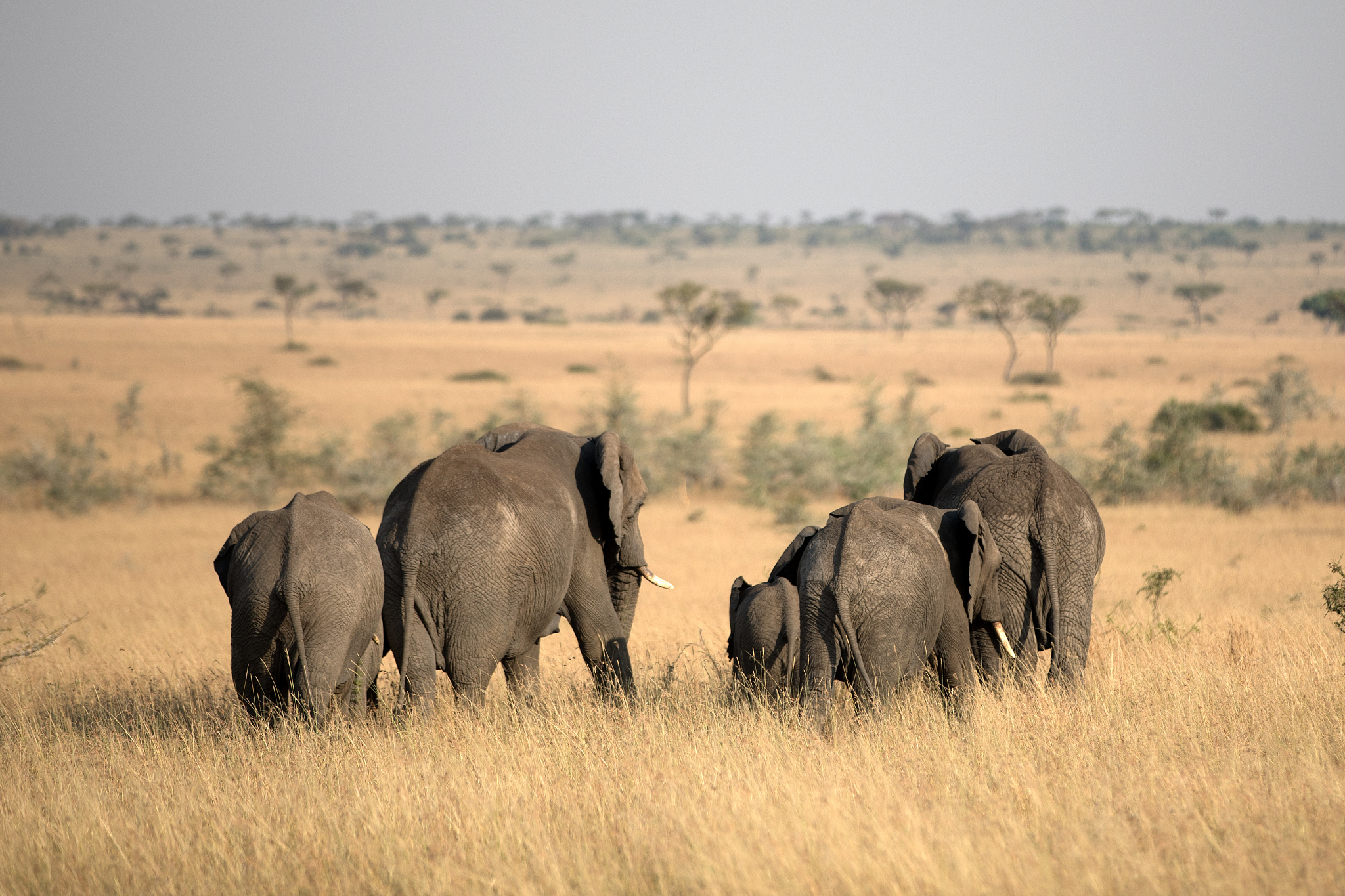 an elephant herd in tanzania