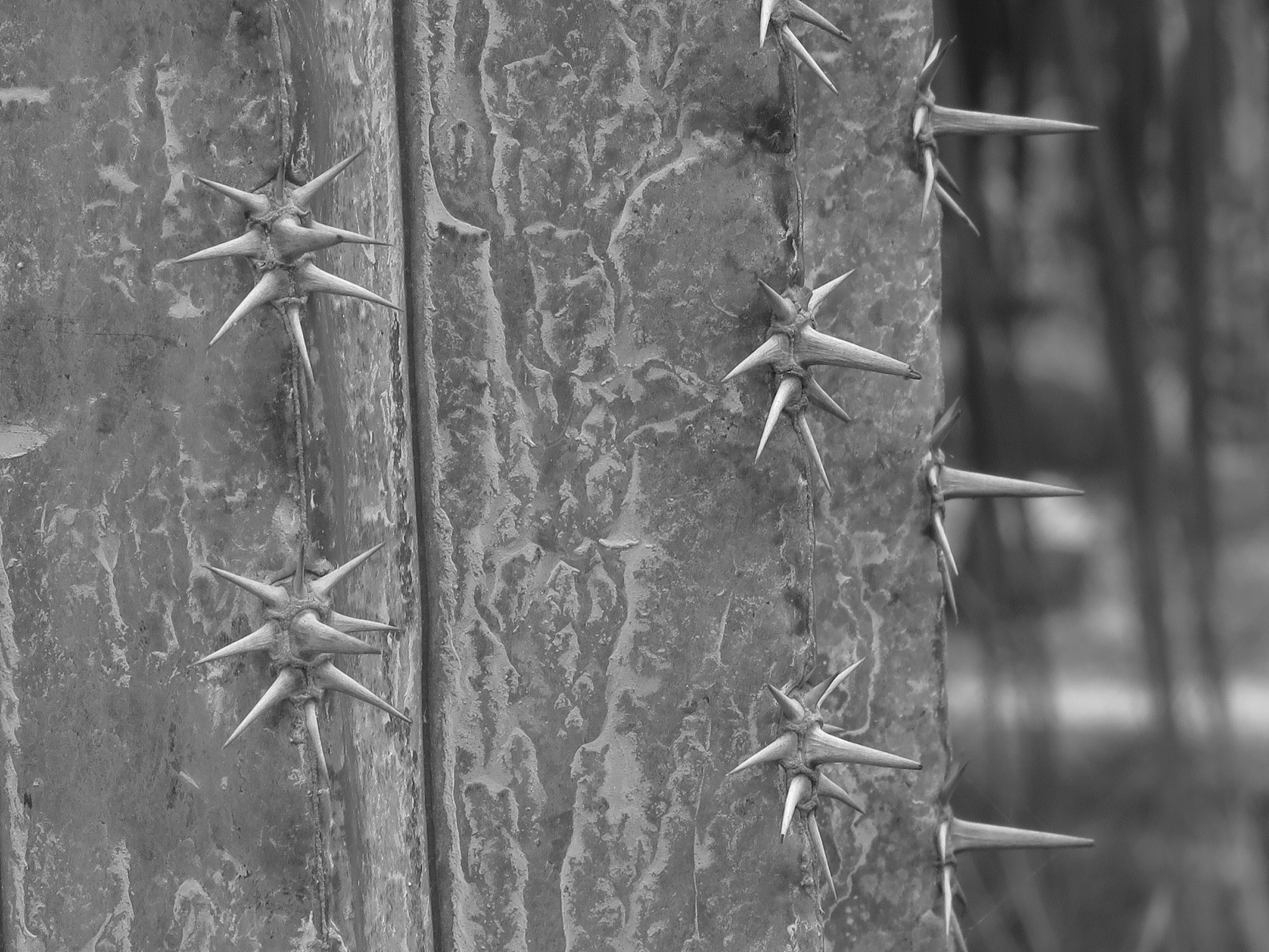 阴河分场云杉有害生物防治工作圆满完成