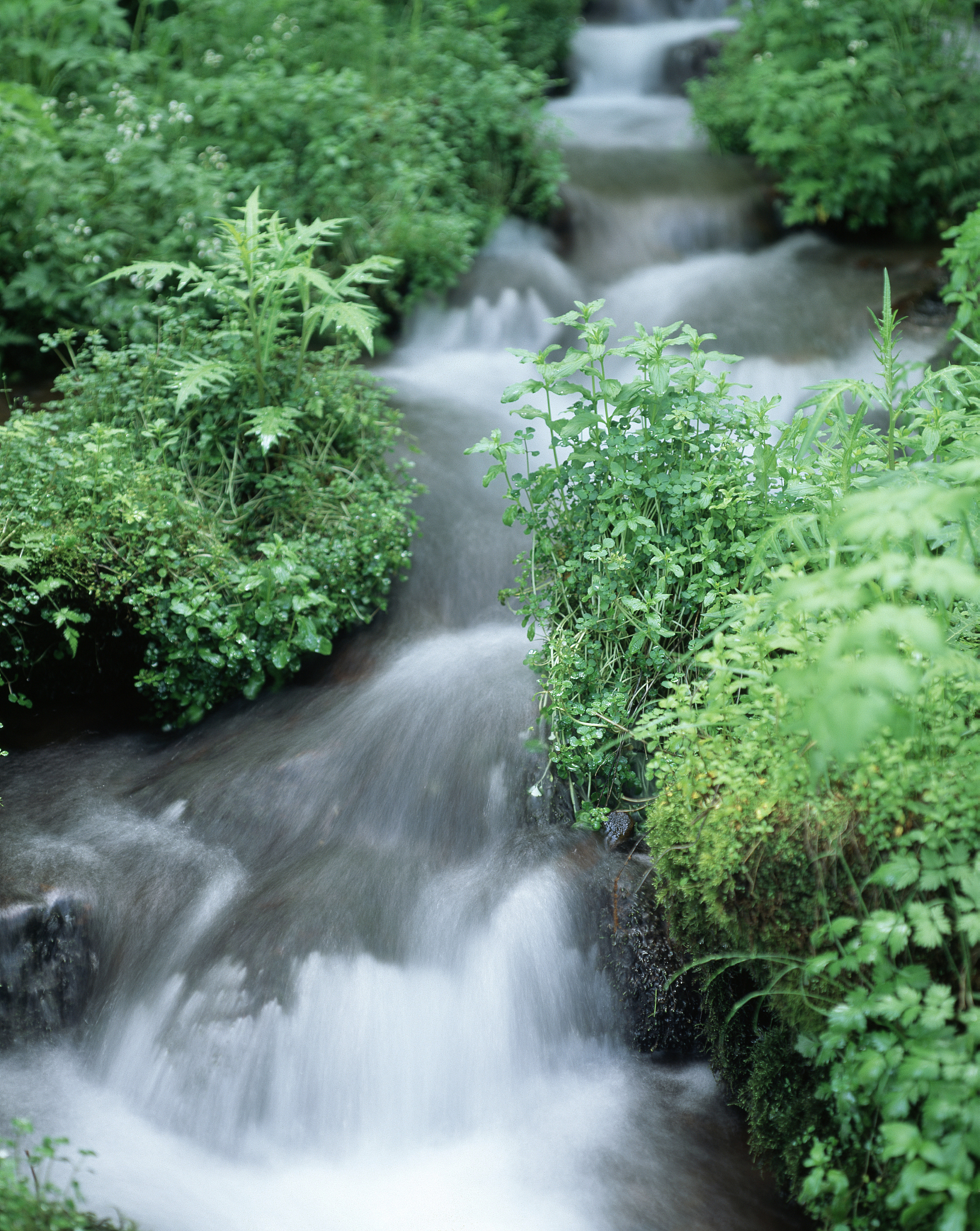 泉水无声惜细流树荫照水爱晴柔是什么意思