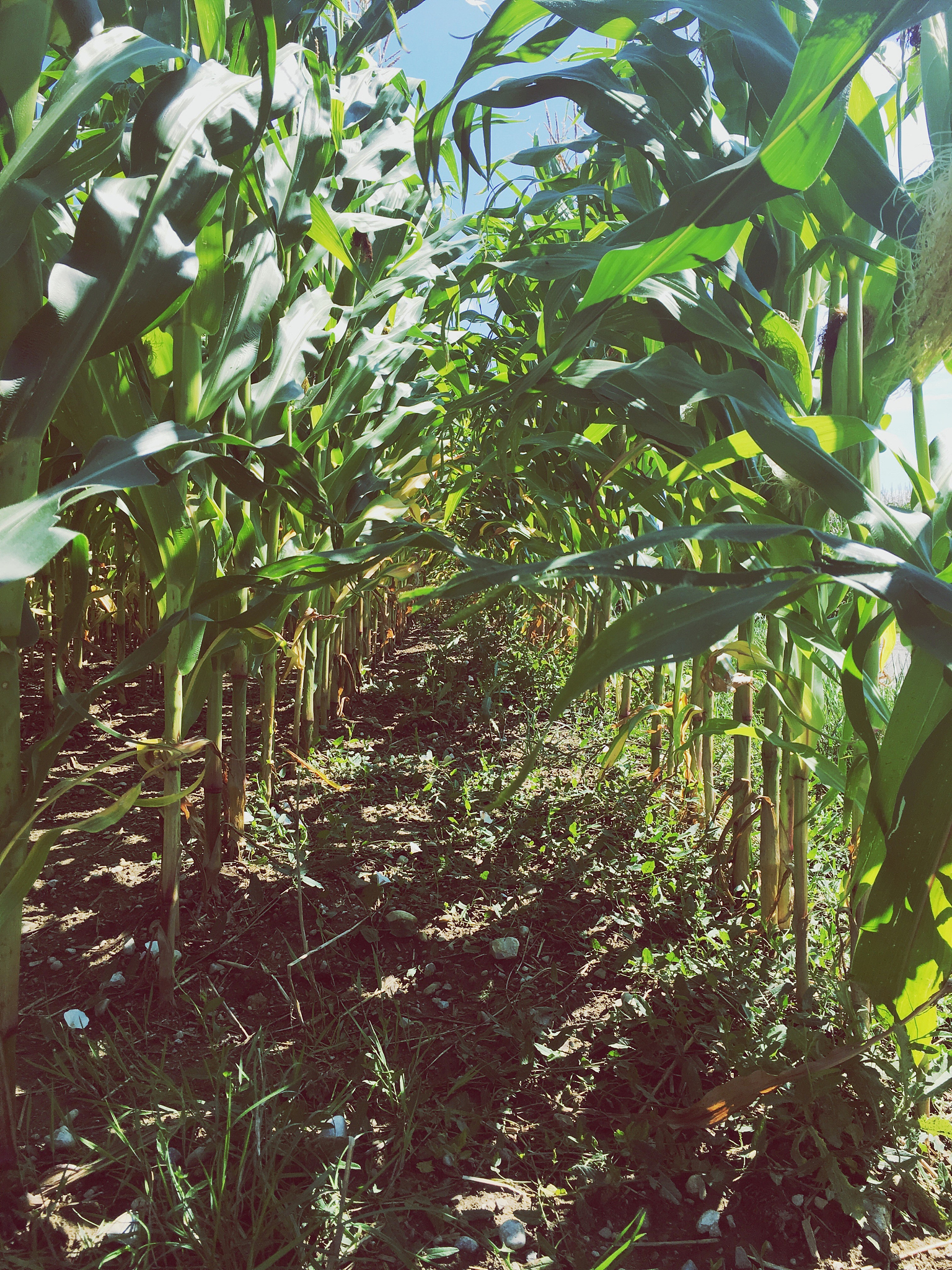 黄精是国家保护植物吗？