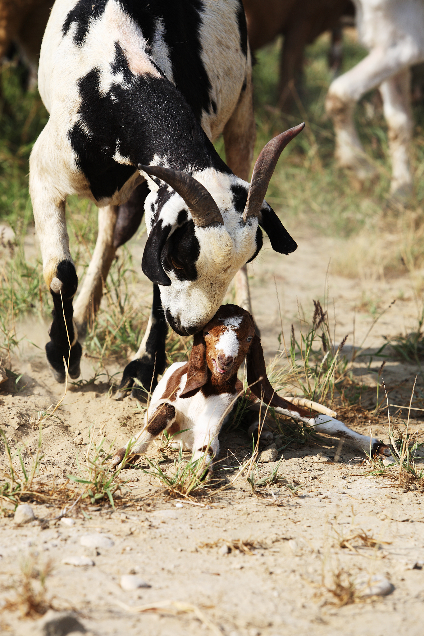 goat with kid