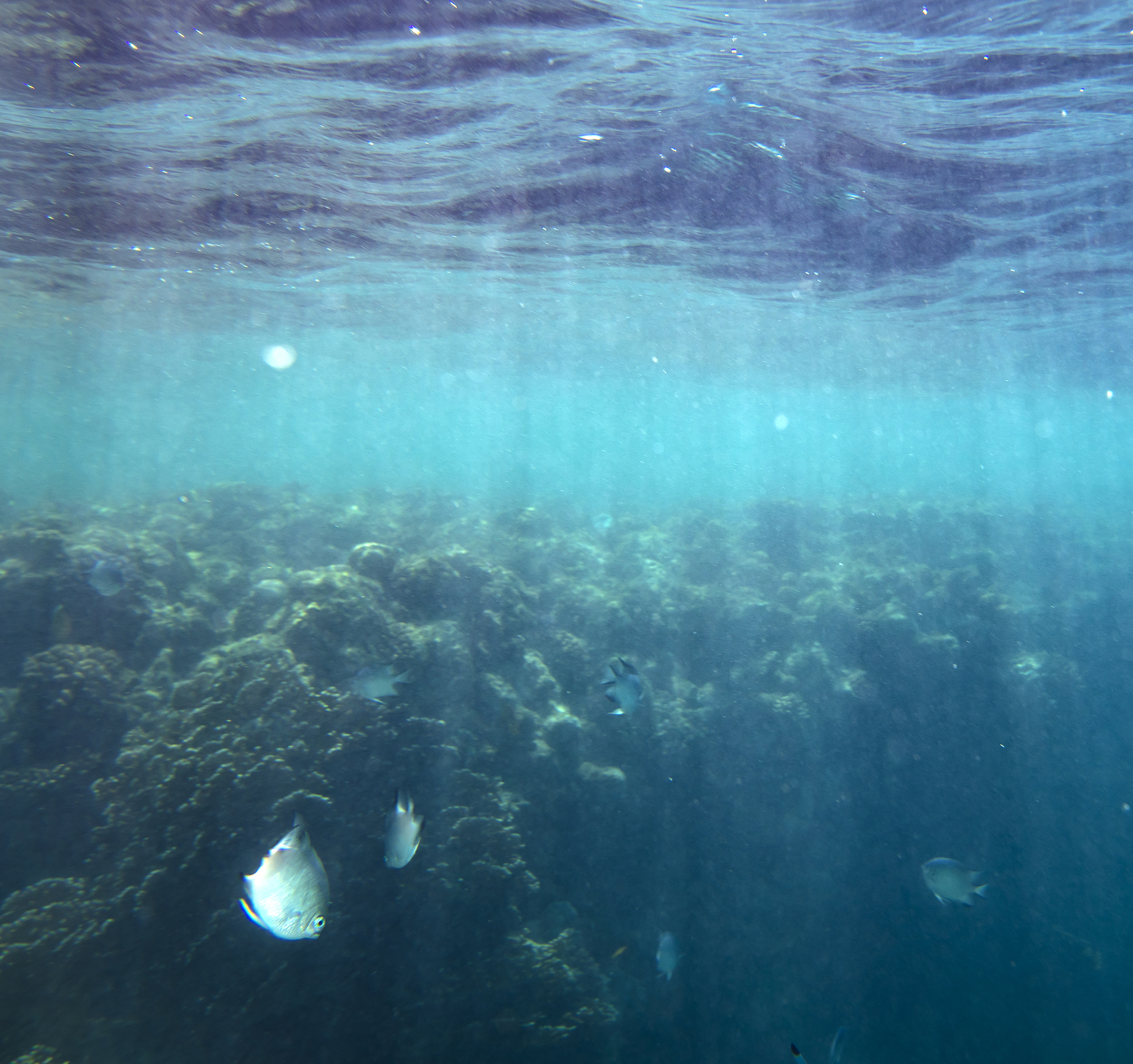 sea fish near coral, underwater