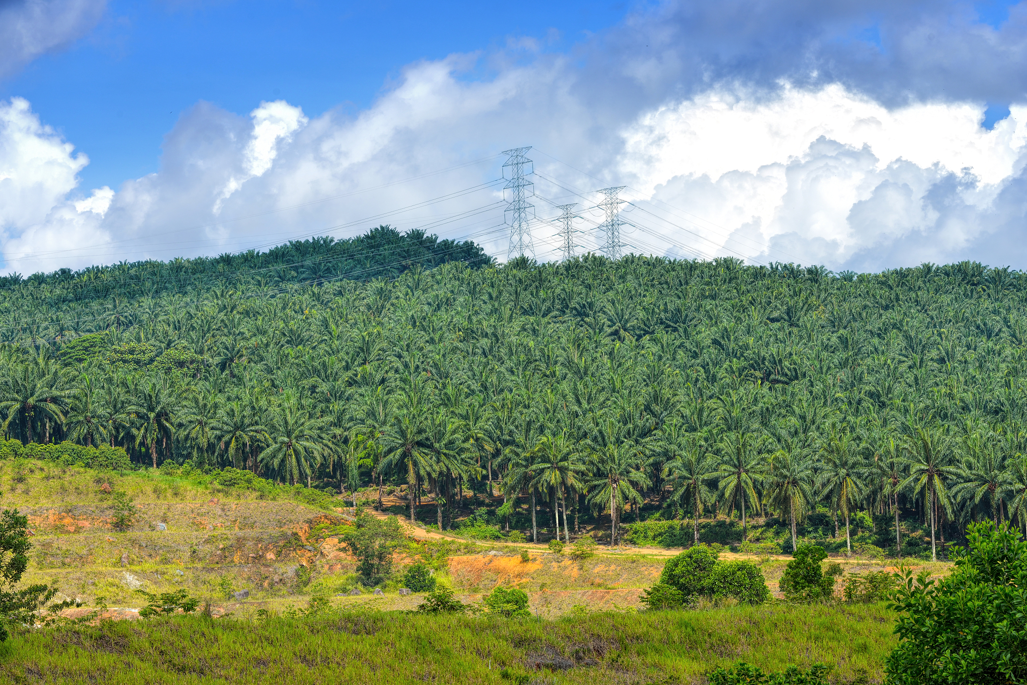 oil palm plantation