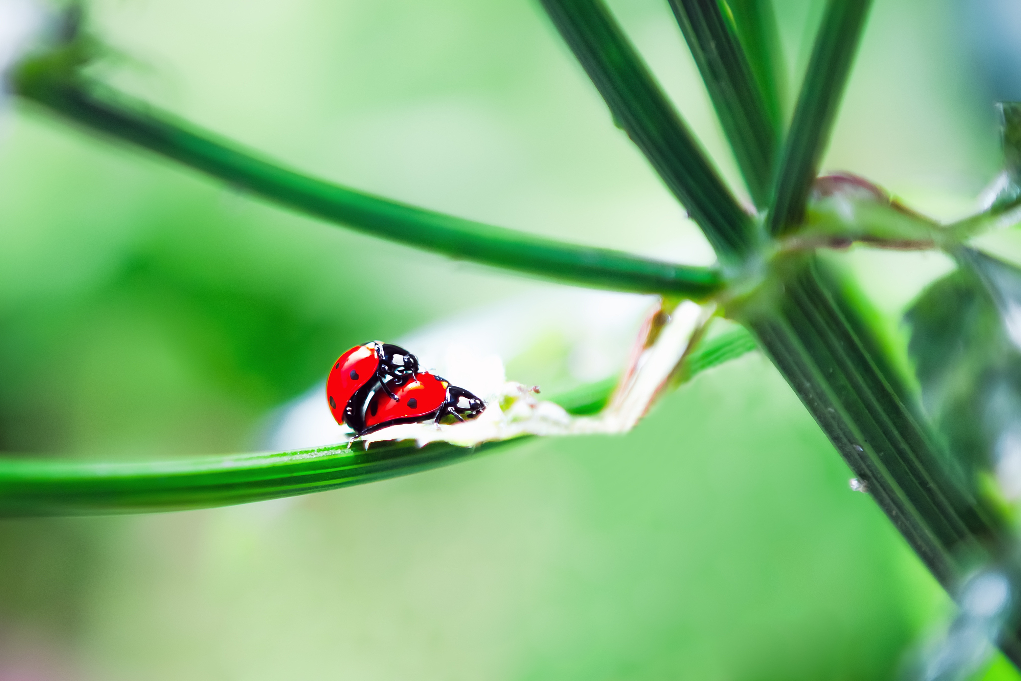 ladybird mating in spring