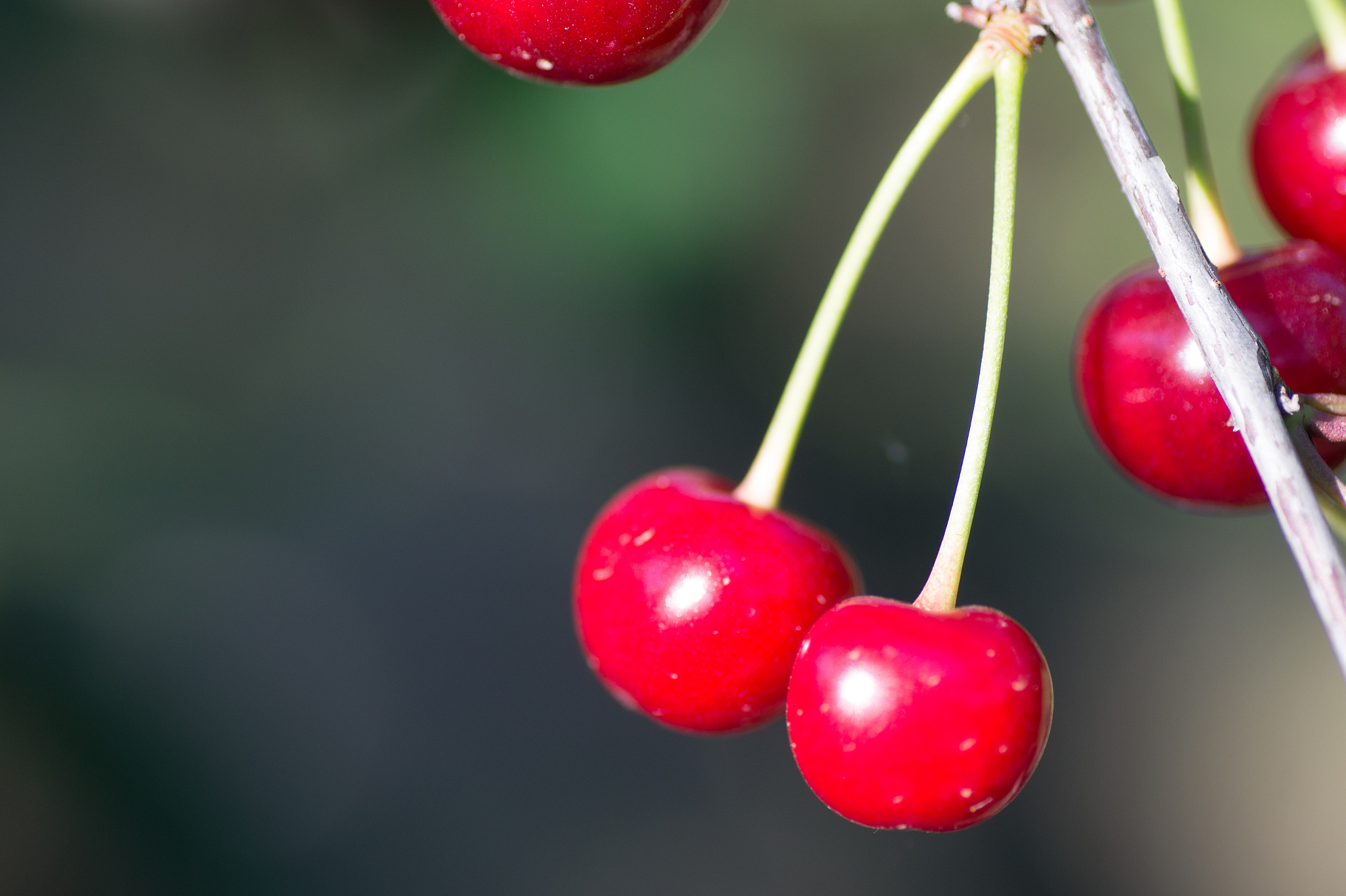cherry tree in the sunny garden.