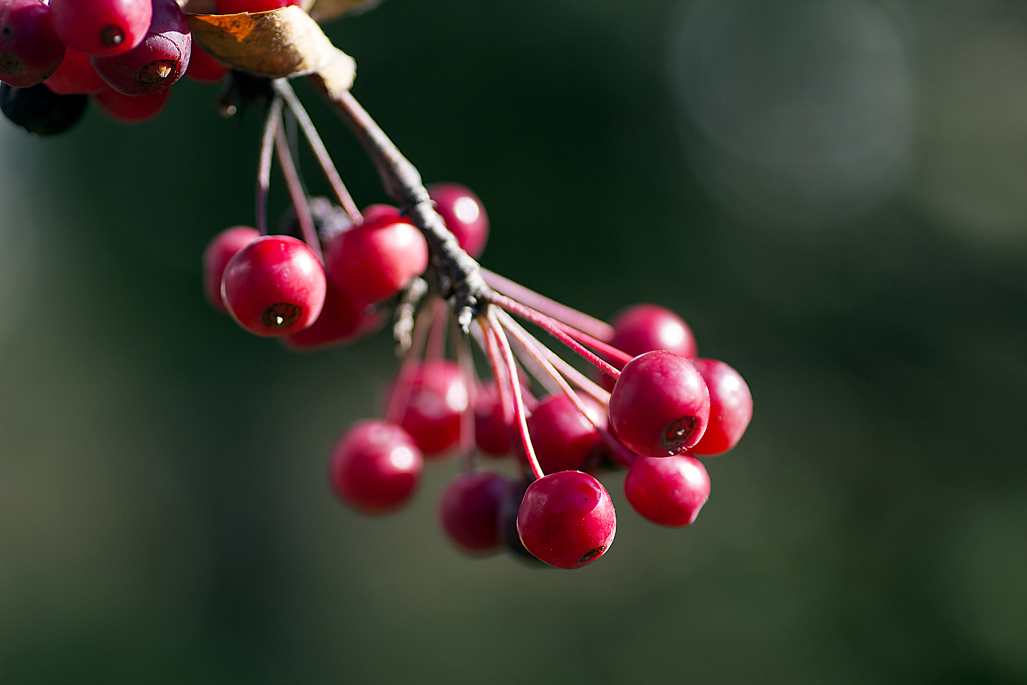 cherry fruits