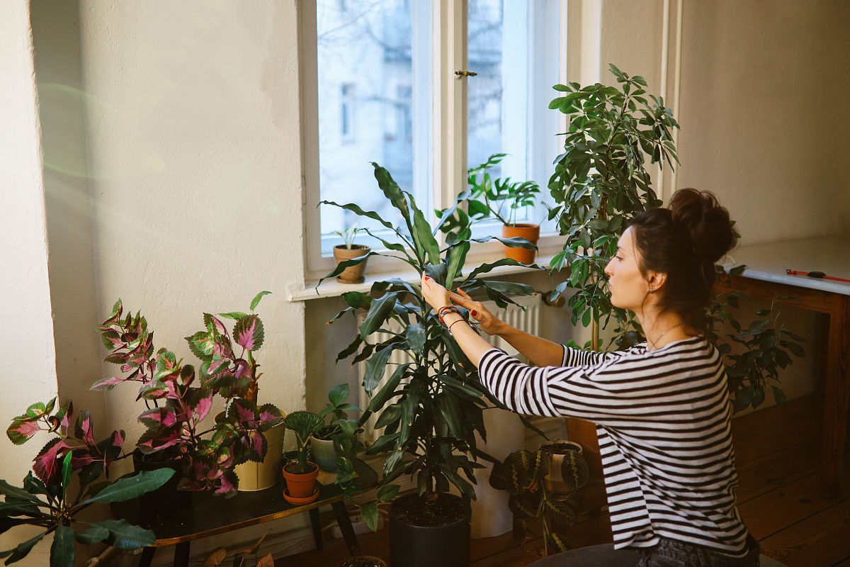 请帮我写1篇650字的博客文章主题是：艾叶熏屋子的正确做法