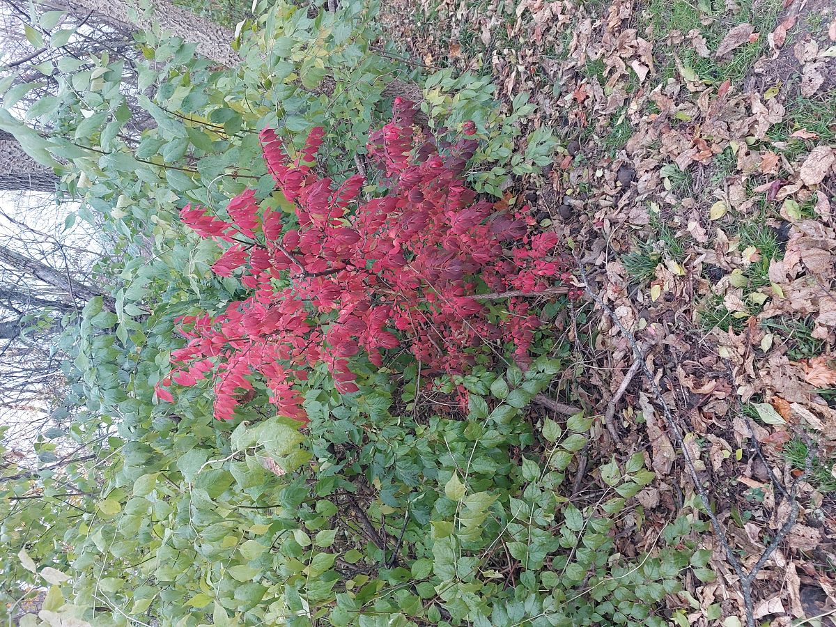 梦幻西游游戏显示时间