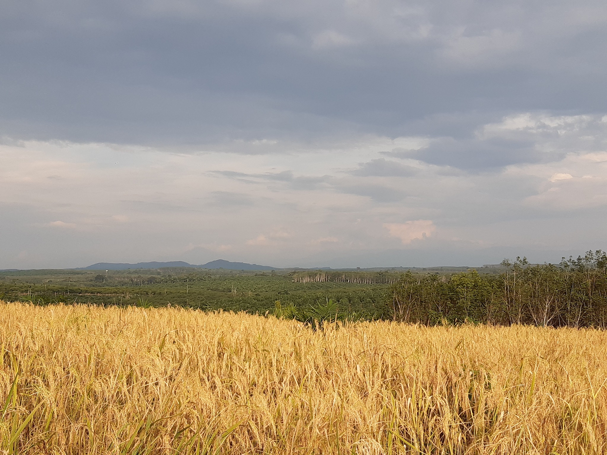 翻译下面的话：While studies applying this framework provide insights into socio-economic or climatic effects or a combination of both on agricultural productivity at a global scale they do not often consider