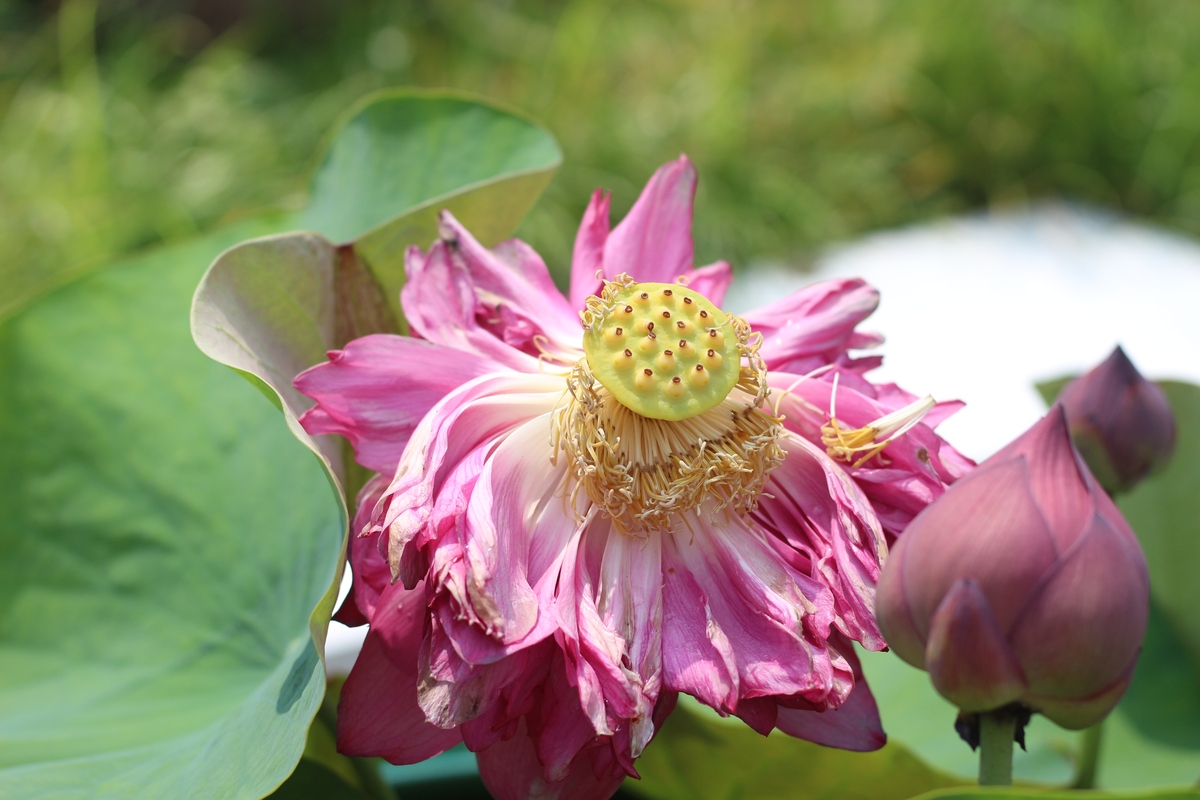 请帮我写1篇650字博客文章主题是：芙蓉花花语