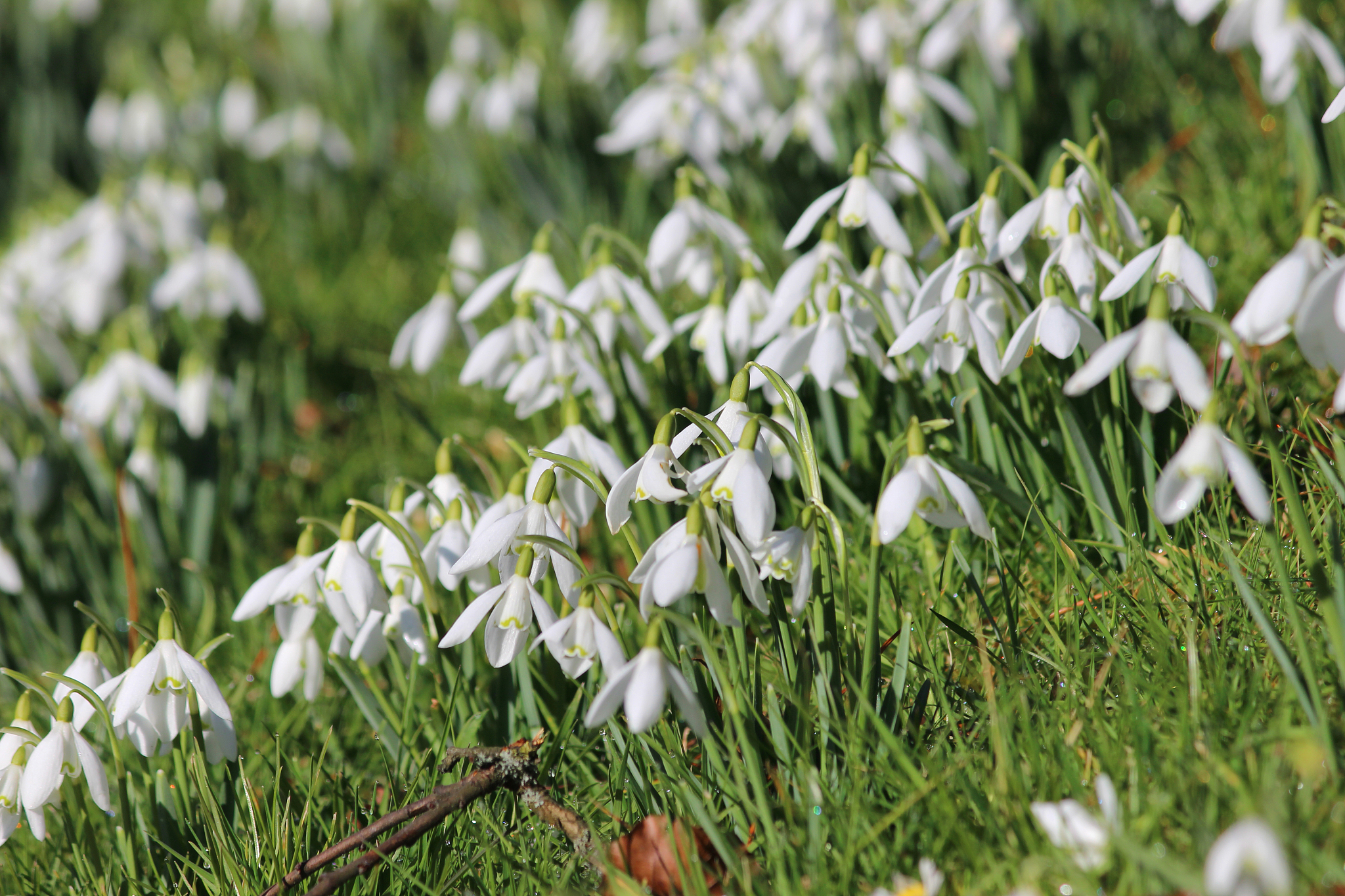 Spring's Delicate Beauty Interrupted - Ivy, Lawn, Robin, Snowdrop, Rude