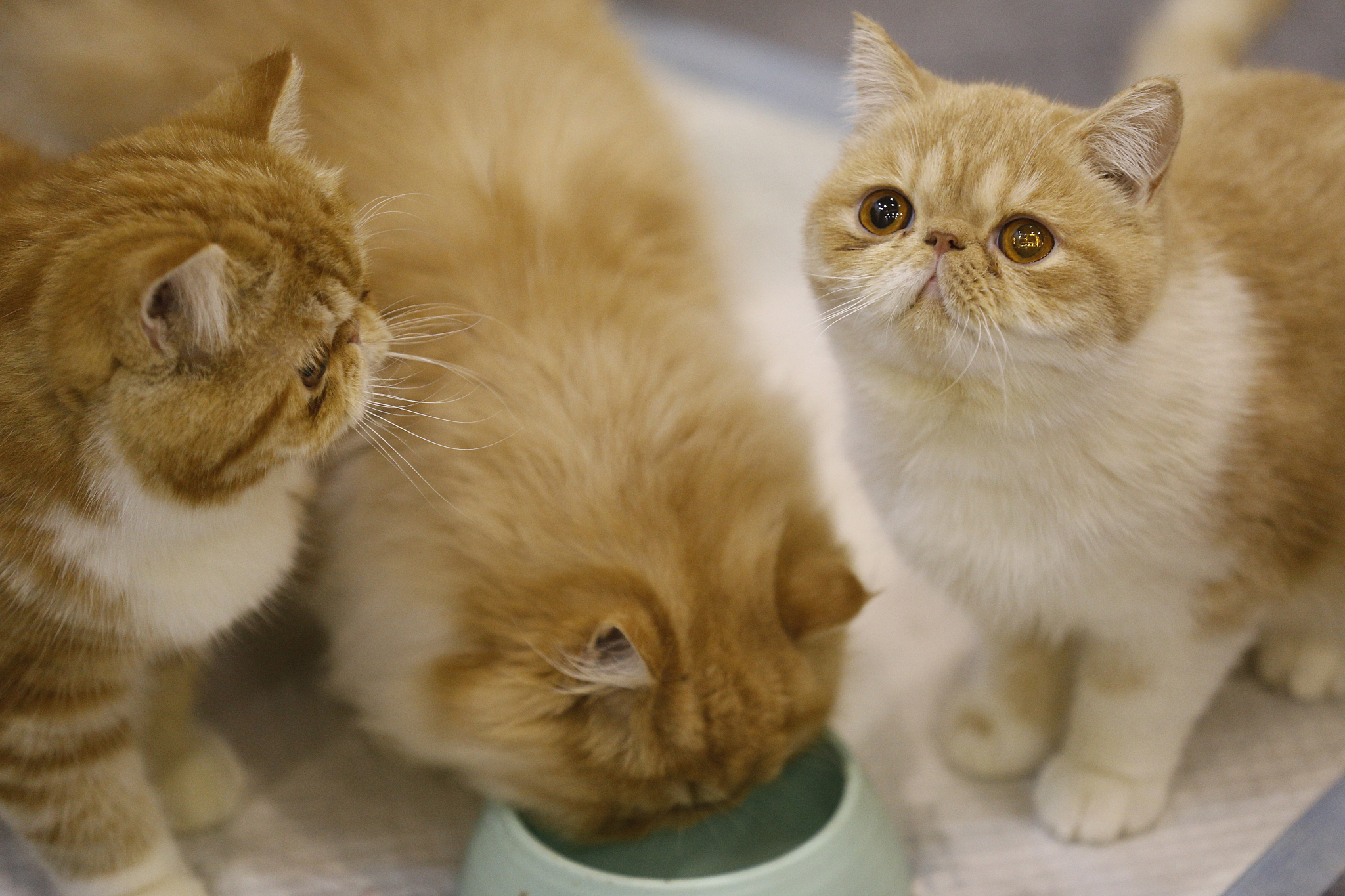 为什么老一辈的人多数不会对猫狗等宠物产生感情？根据这个话题写一篇文章，并且生产几个30个字吸引眼球标题