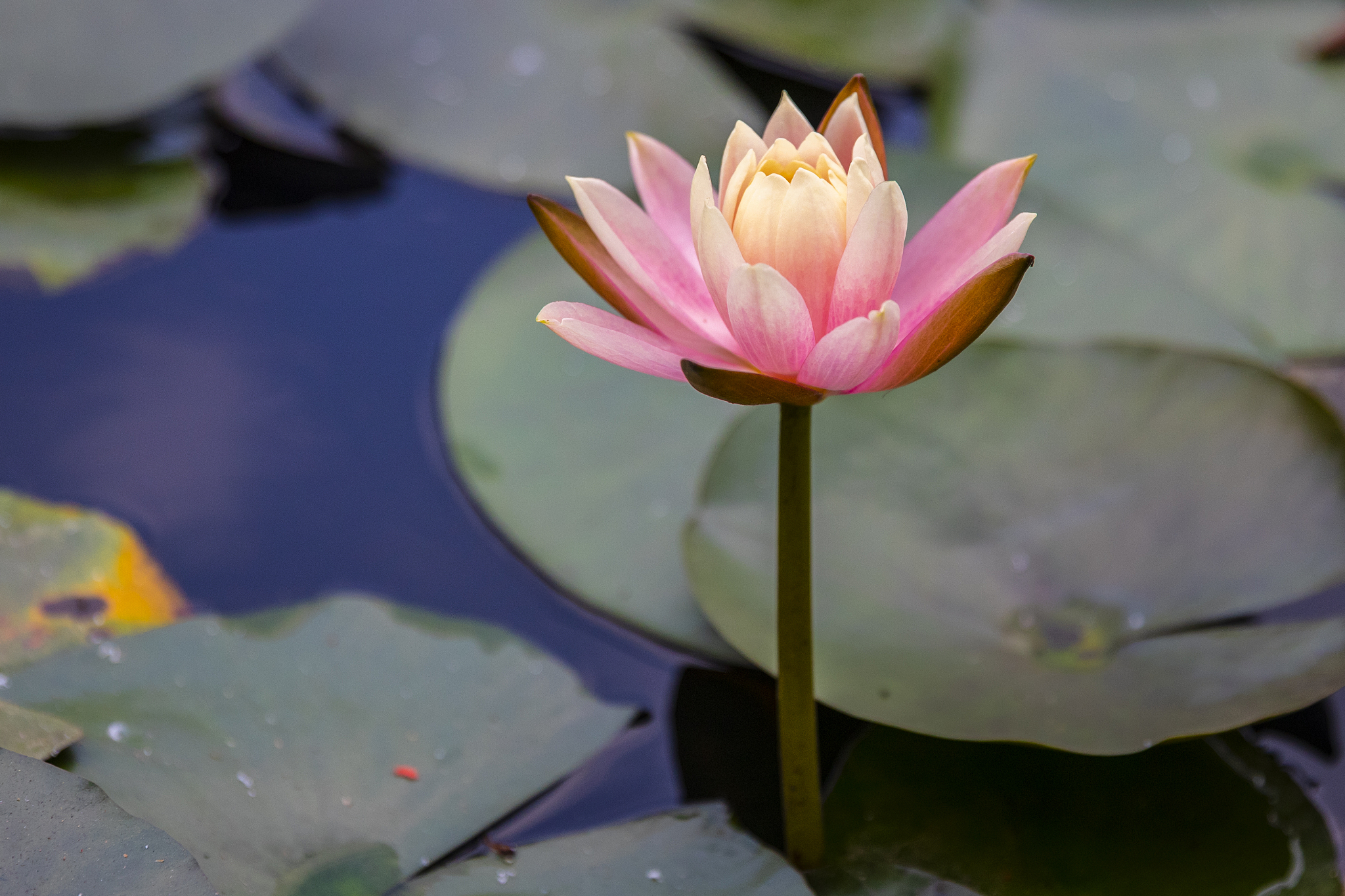 盆栽荷花烂根怎么办盆栽荷花烂根的原因和解决方法