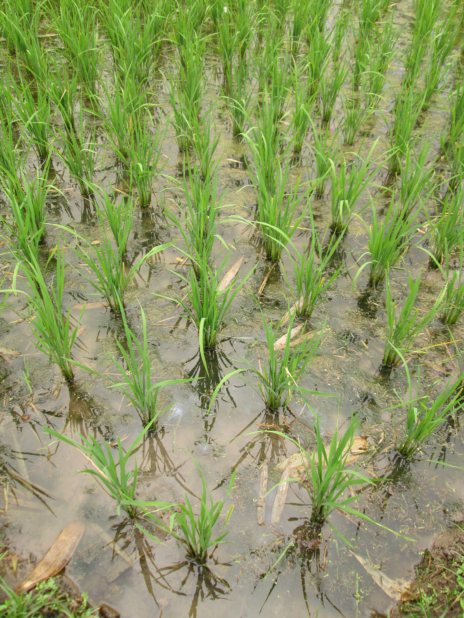 用自己的理解总结小麦虫害对农业生产的影响写成一段话格式不少于300字。