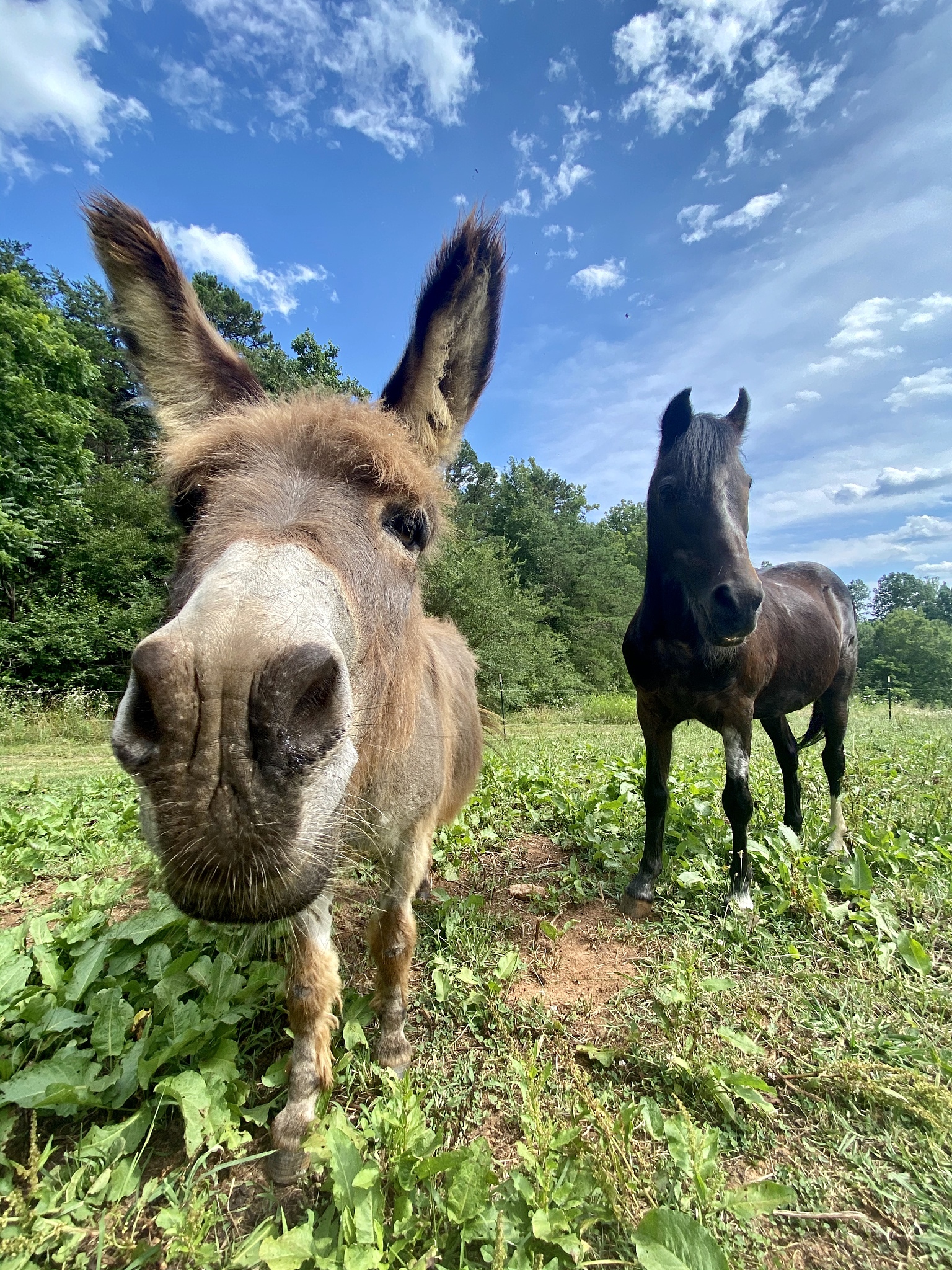 a donkey and his friend