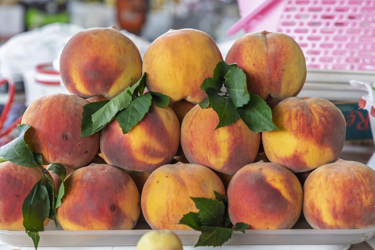 北京十四号桃几月成熟