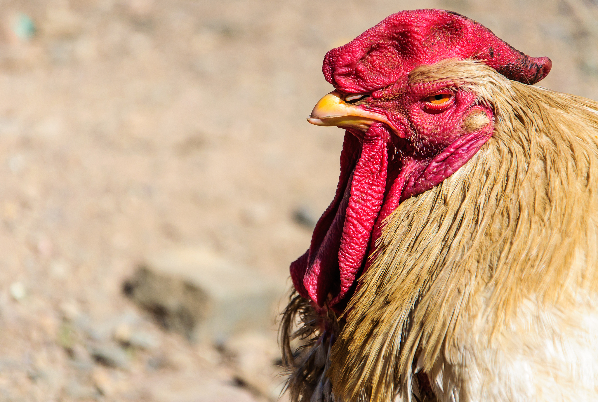 angry chicken