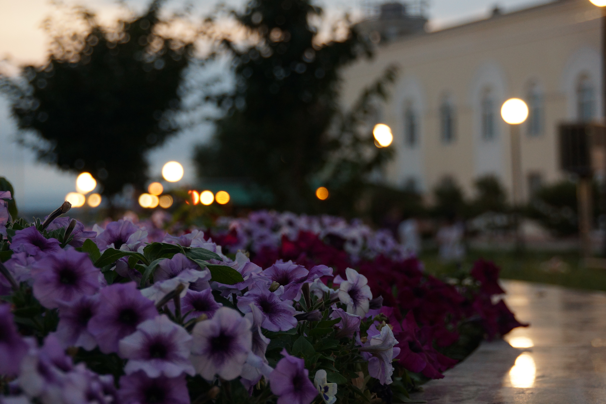 花容月貌 外国电影