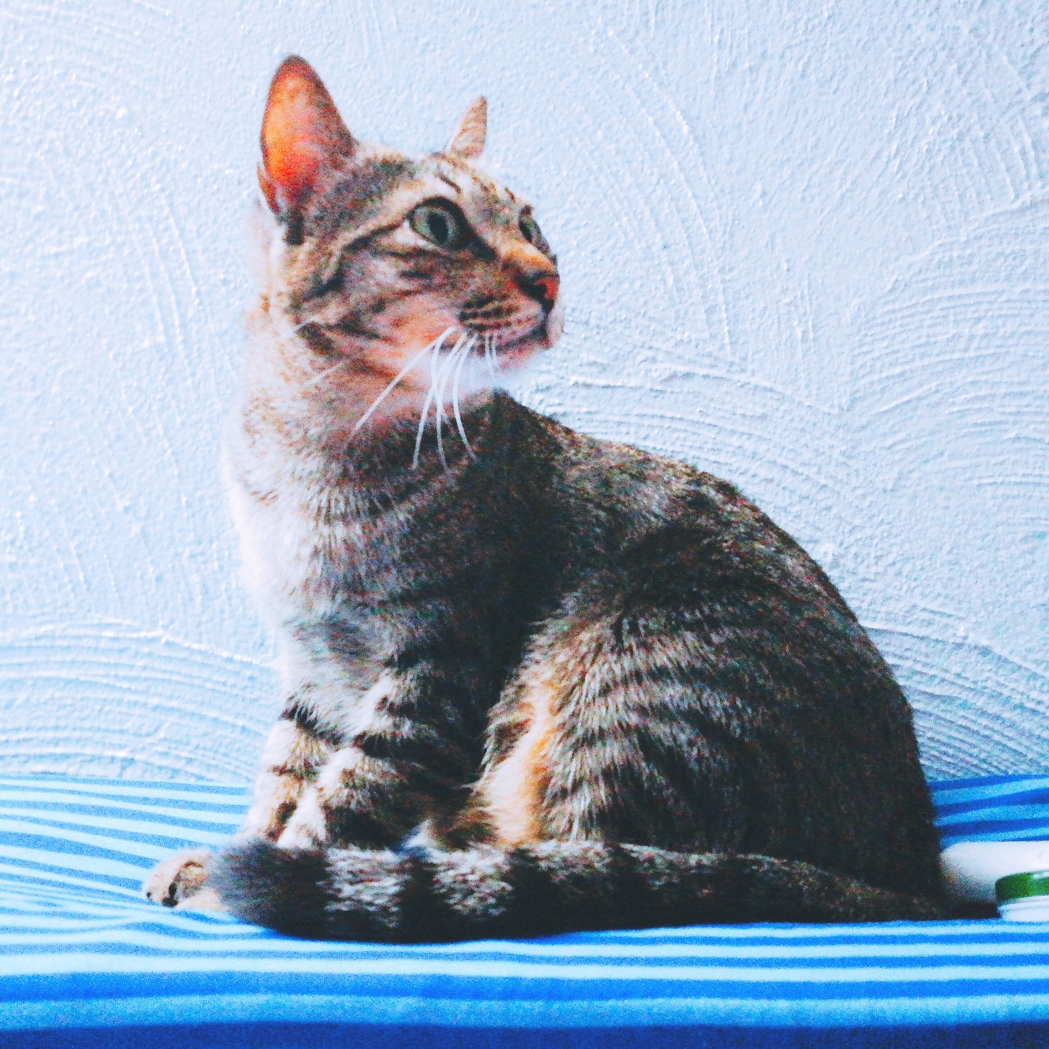 Cat and Boiling Water: A Poem of Curious Observation