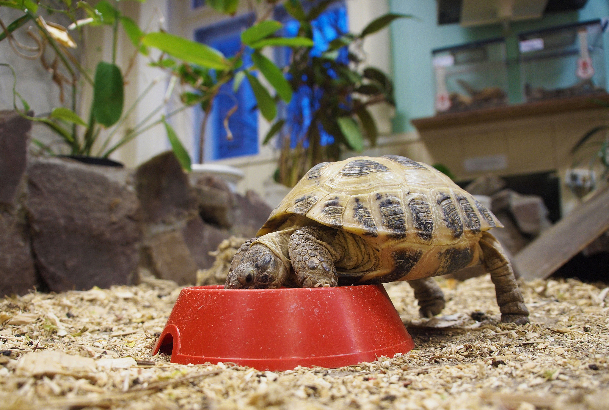 turtle