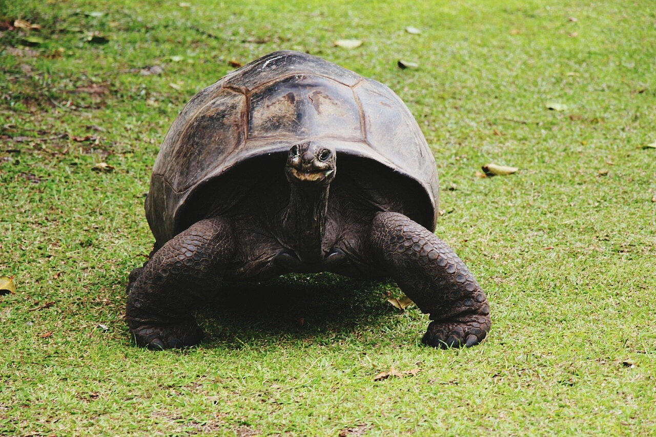 turtle on grassy field