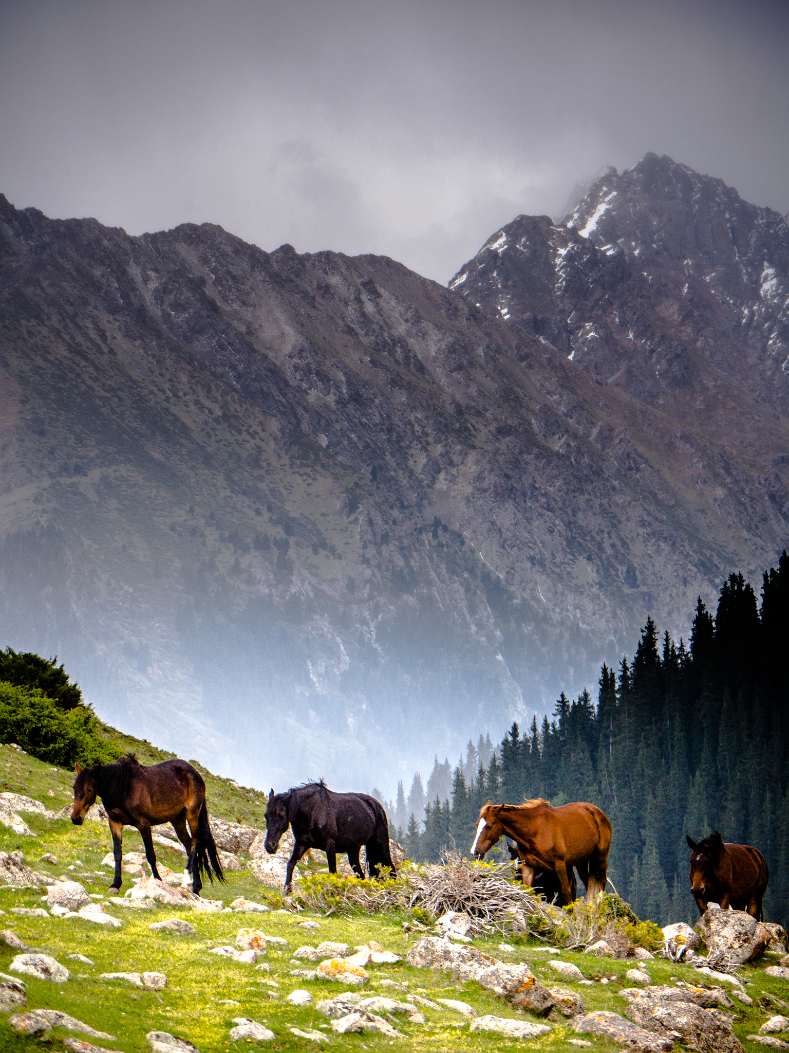 月氏族、鲜卑族和蒙古族：历史关系揭秘