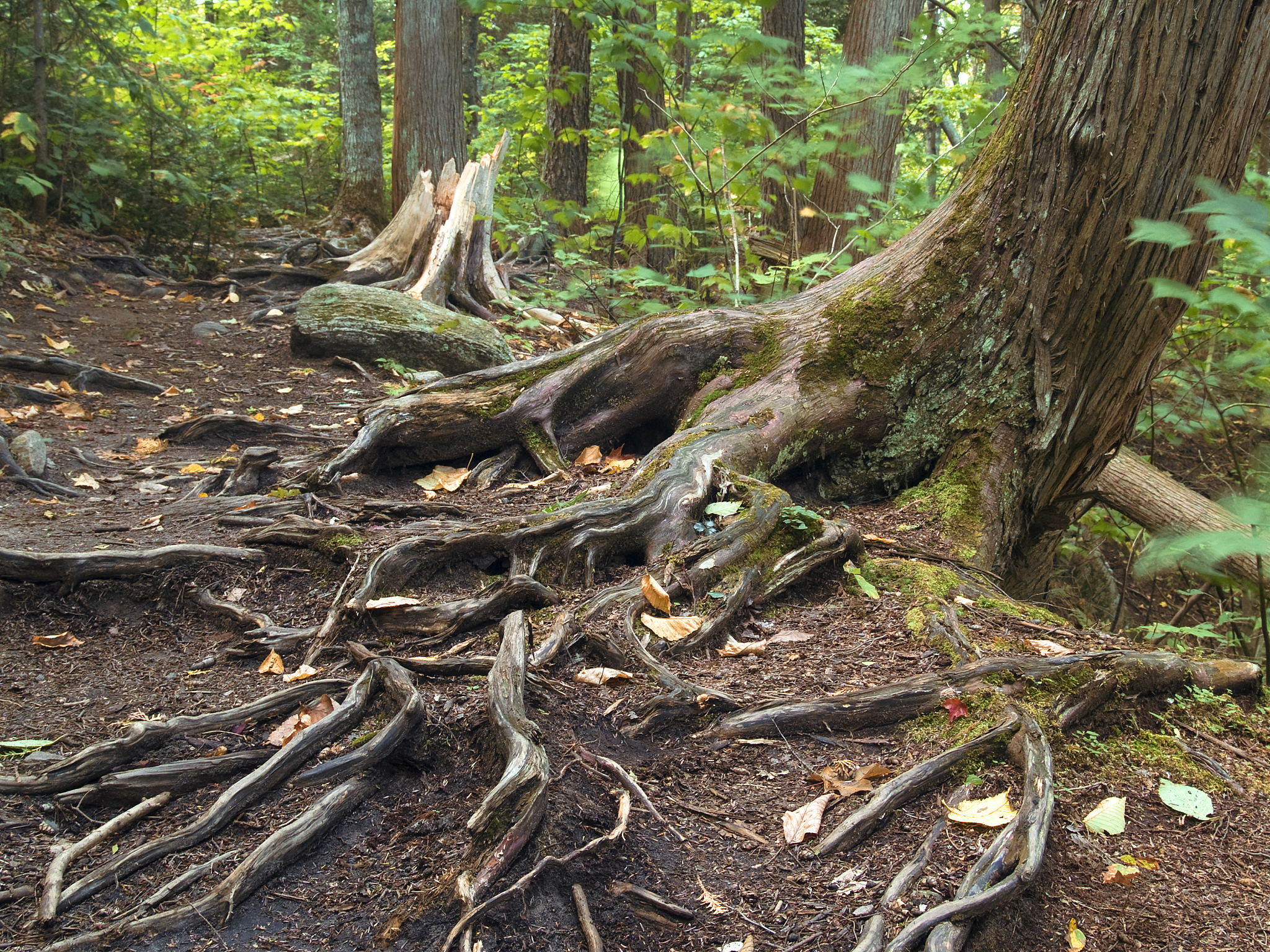 腐烂树根：最佳选择和分解时间