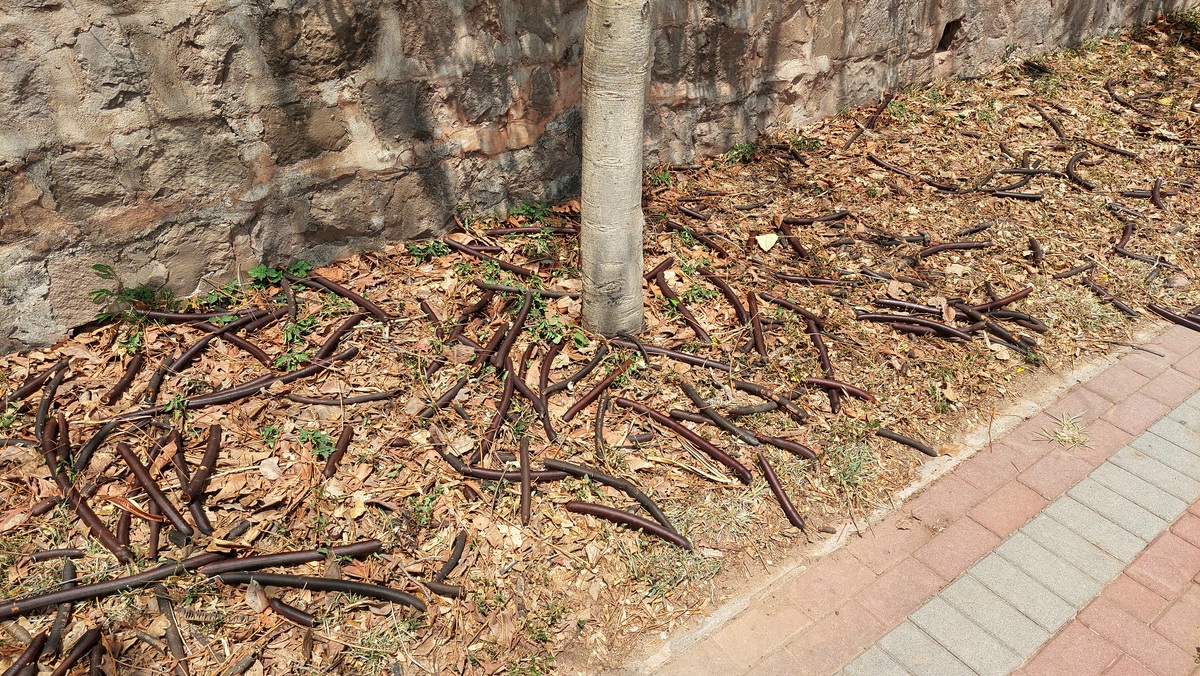 桃树被水淹了怎么办？ 300字以上补救方法