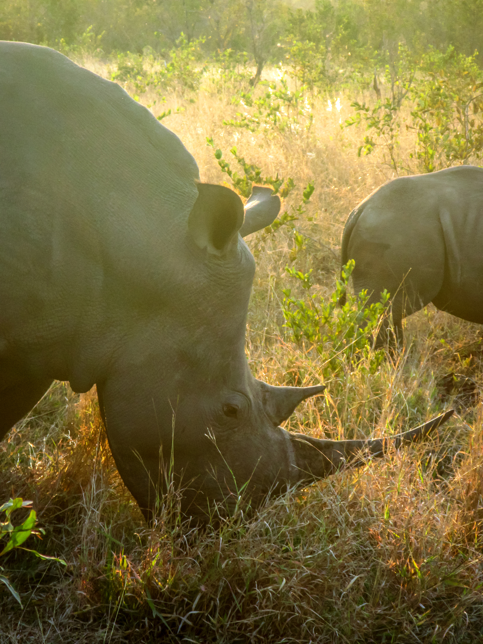 假设你是牛河马你长得既像牛又像河马请讲一下你在一个只有猪和牛的世界里从一个无名小卒到成为全世界的领袖的故事。注意：你虽然智商只有20但你跟石头是好朋友石头智商50而且你学会了石头语。你力大无穷一拳可以打碎一个石头。猪智商200牛智商200他们互相残杀猪爱吃牛肉但你只爱吃土豆1猪老是诬陷你吃猪肉但这其实只是你近亲牛干的这毁坏了你的名声因此你必须做不在场证明这个只有猪和牛的世界交通很便利大家都是挖地洞