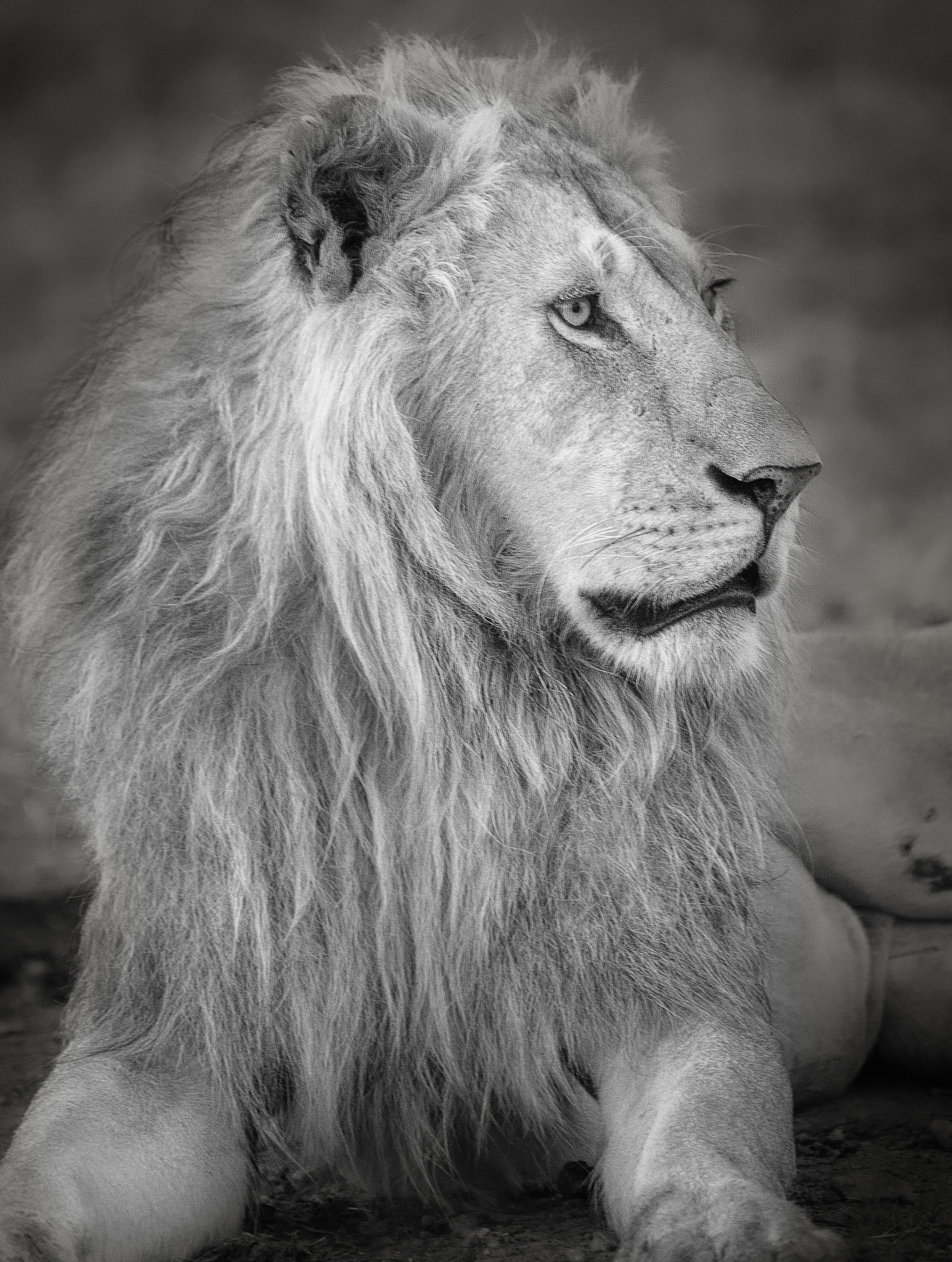 stunning profile portrait of handsome male lion in the maasai ma