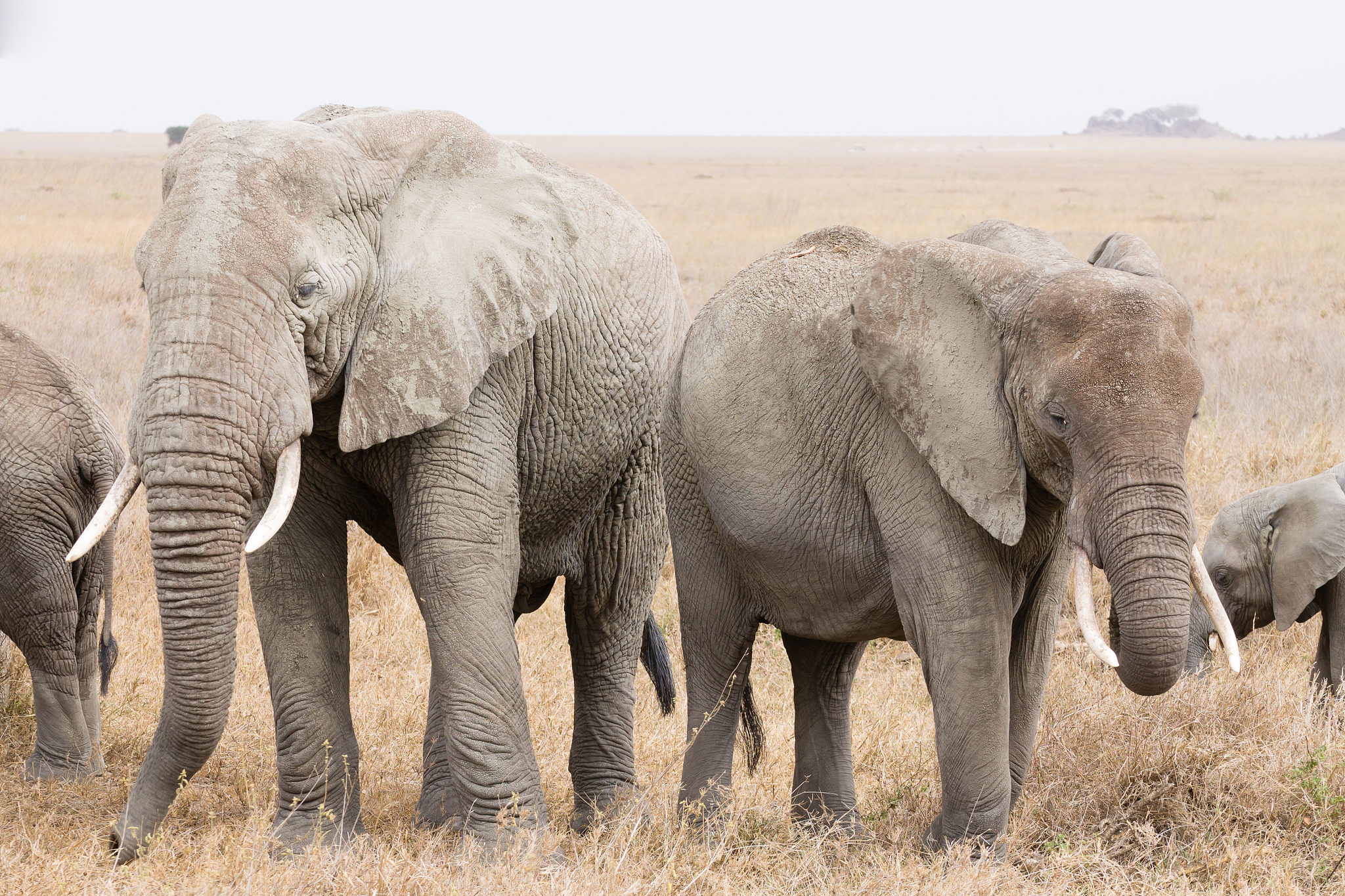 herd of elephants from serengeti national park, tanzania, africa