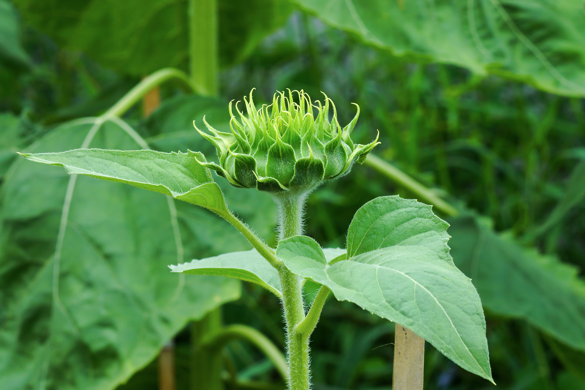green young sunflowers.