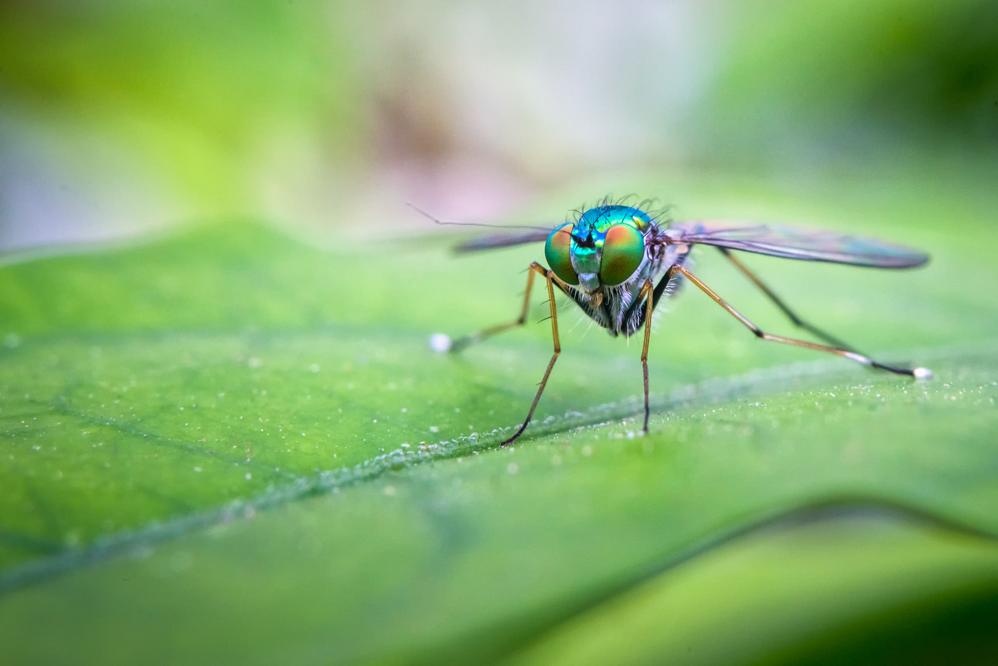 大头是什么意思？多重含义和用法解析