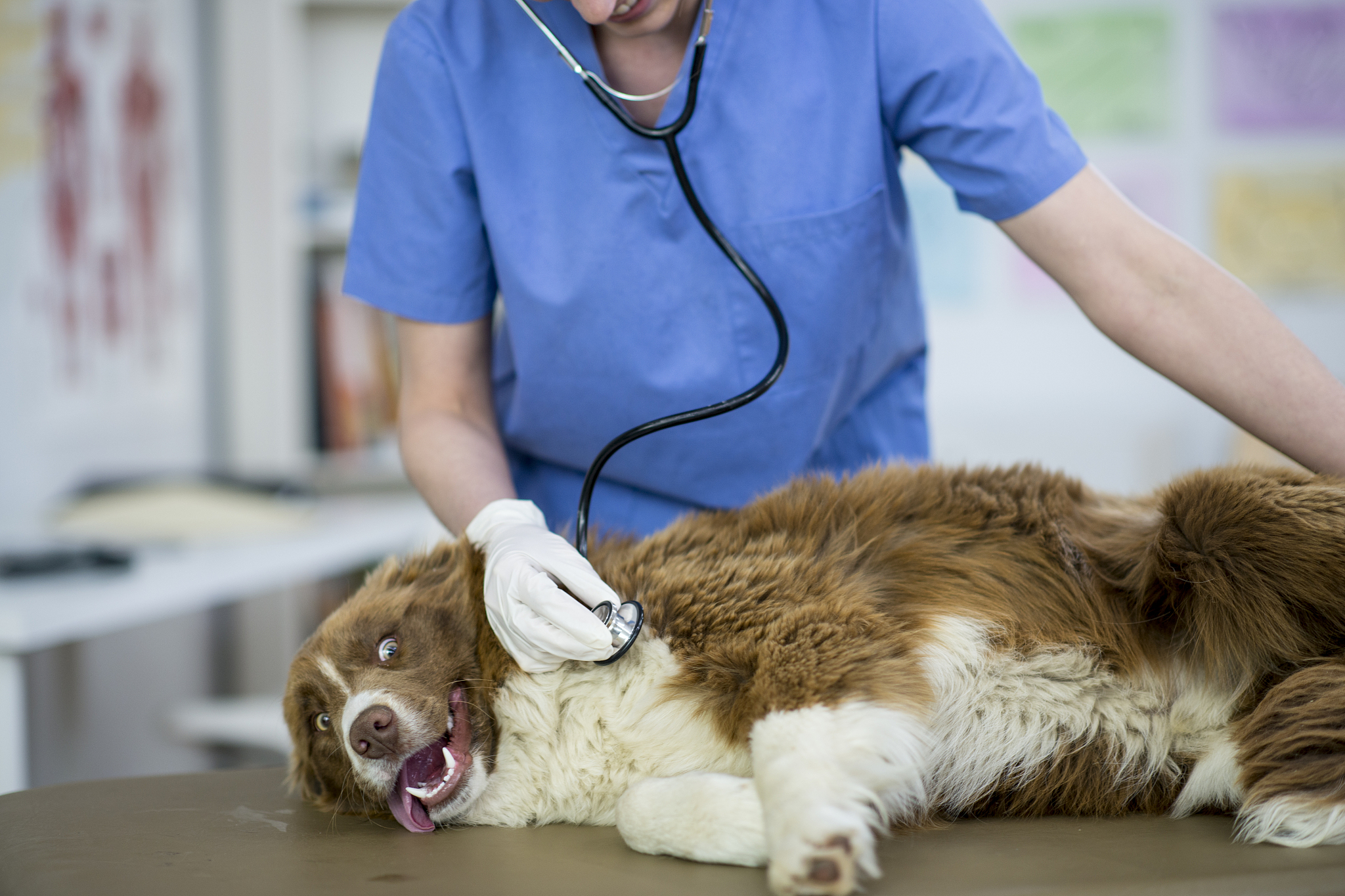 动物医学专业前景分析：就业机会与发展趋势