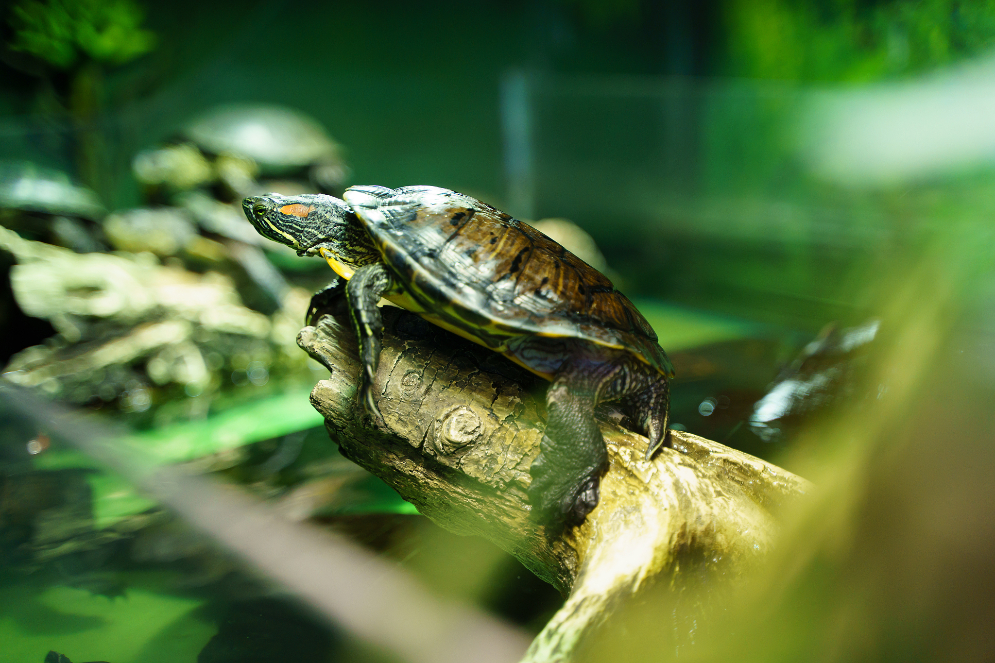 为什么舍友不愿意叫我爸爸