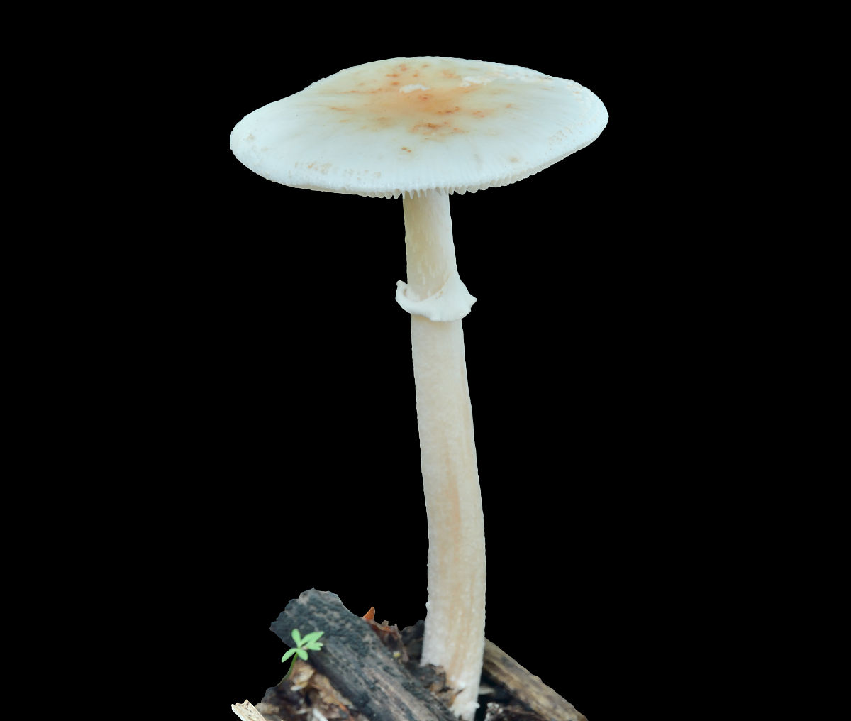 蘑菇中毒教案课题引