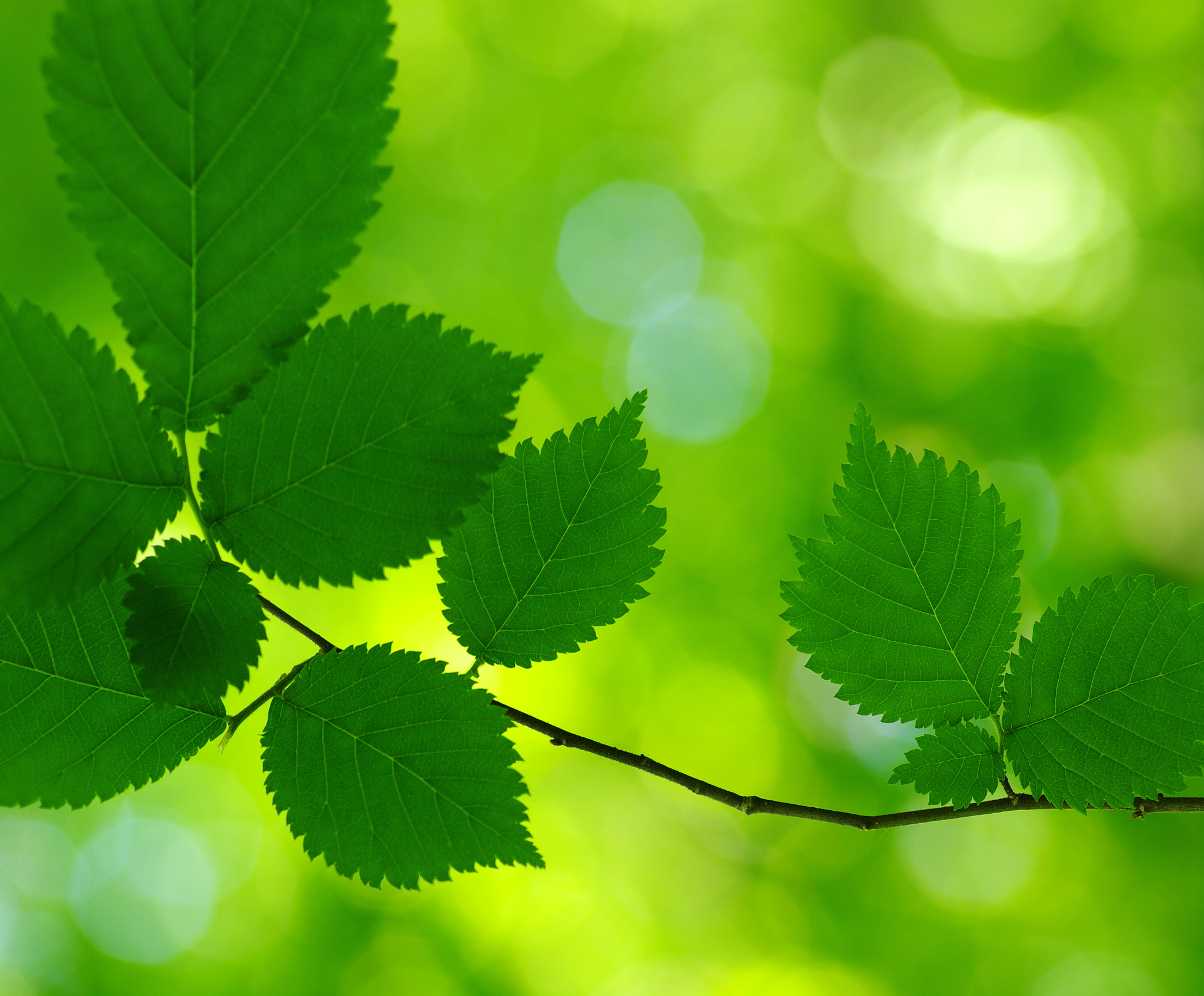 请帮我写1篇不少于800汉字的博客文章语言要幽默接地气。主题是：绿色寓意和象征介绍