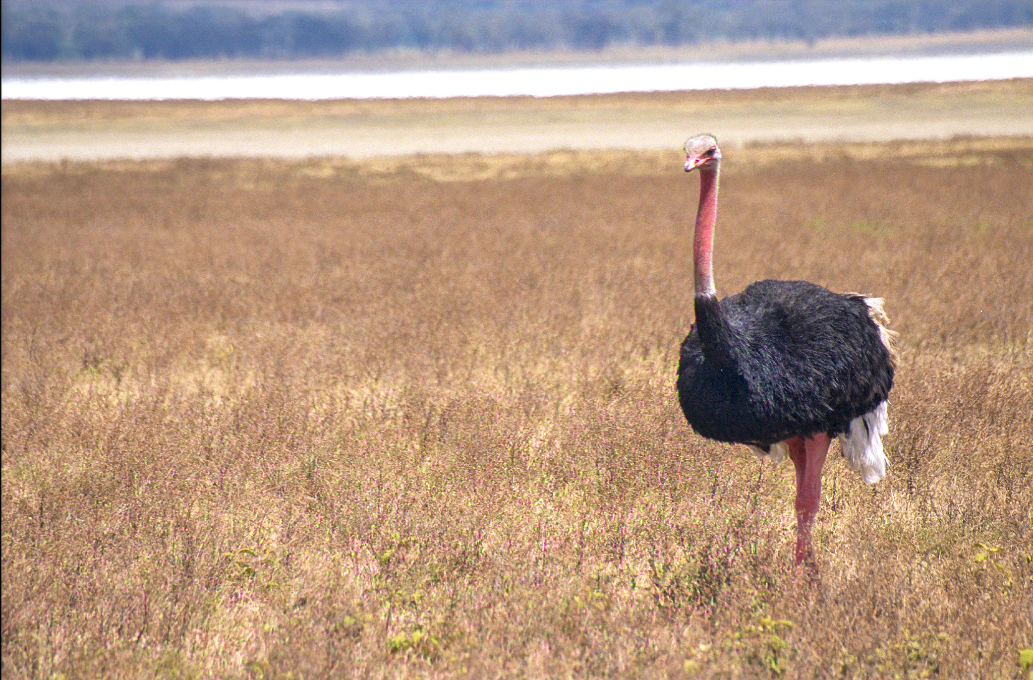 ostrich male in the ngorongoro crater, arusha, tanzania