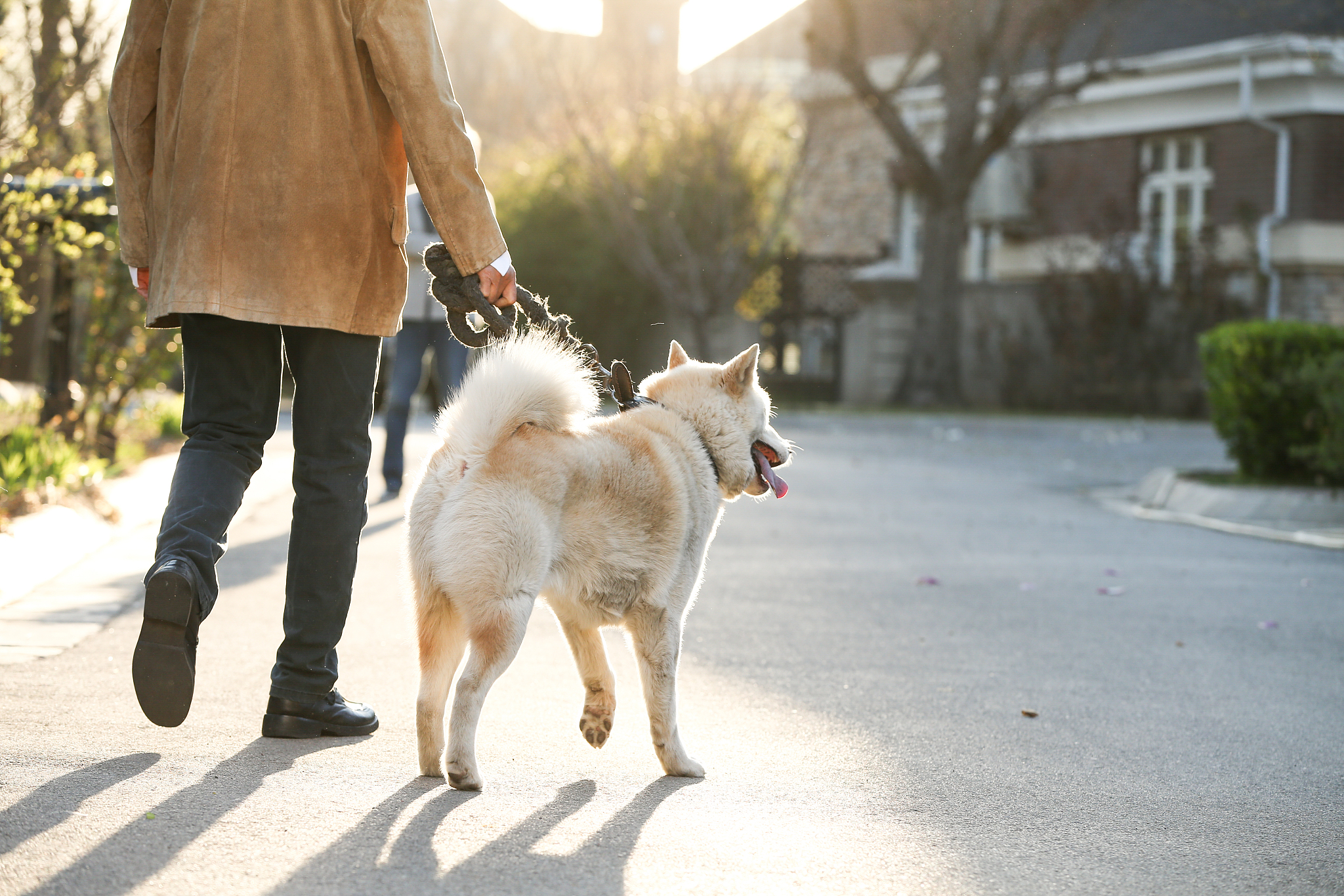 老年男人和萨摩犬