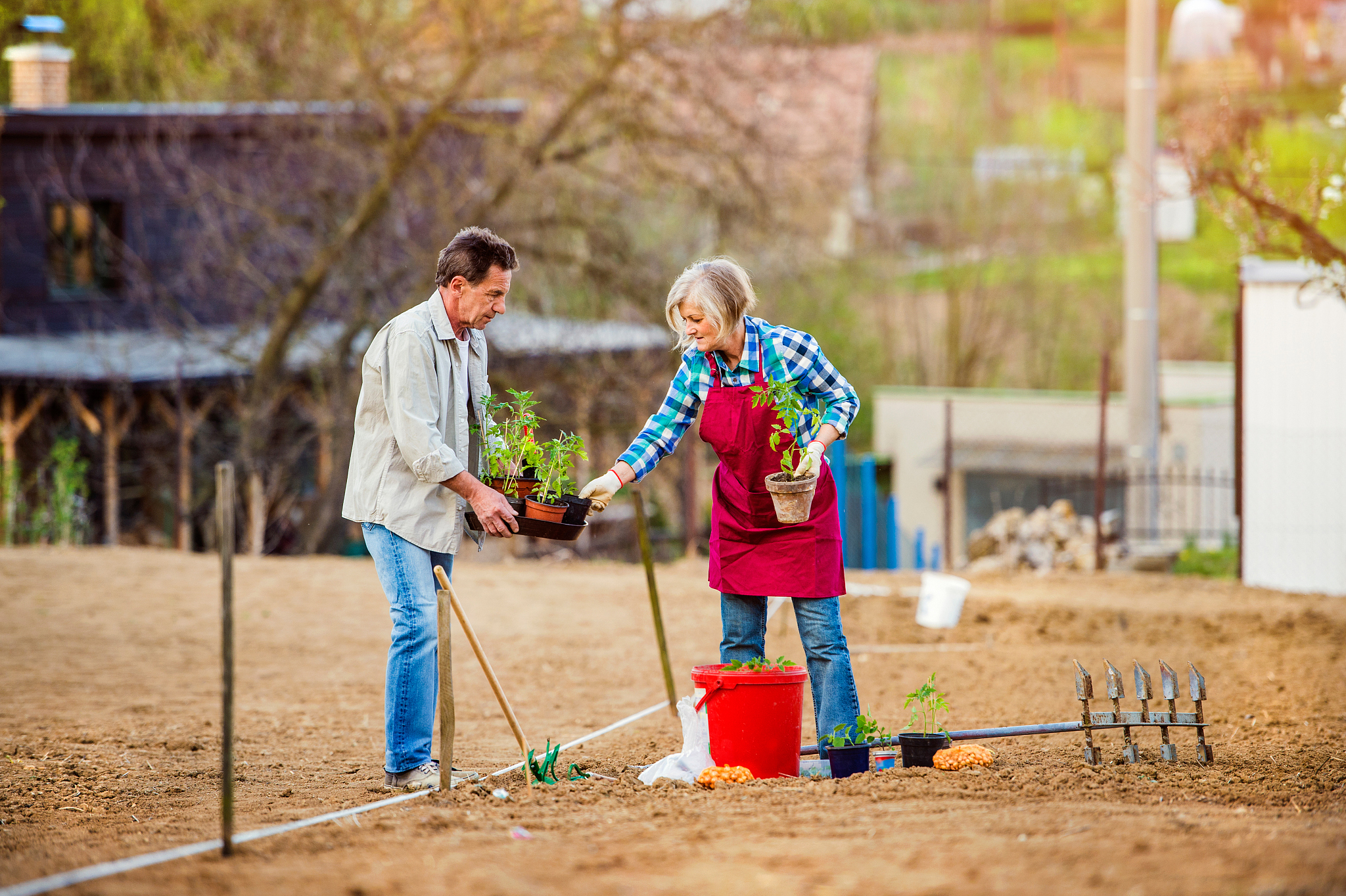 senior couple planting seedling into the ground in back yard