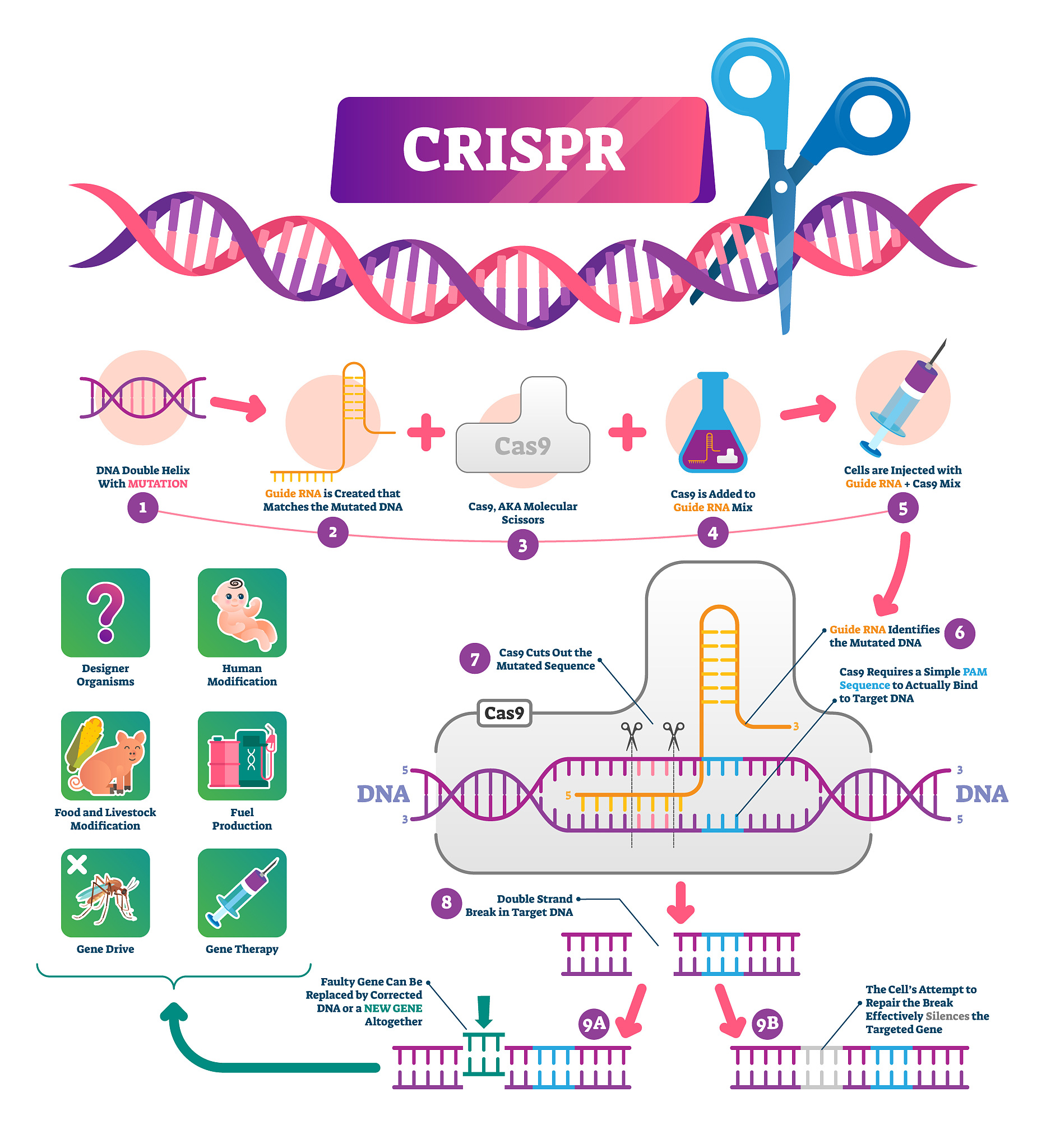 CRISPR/Cas9植物基因组编辑技术的优势与挑战